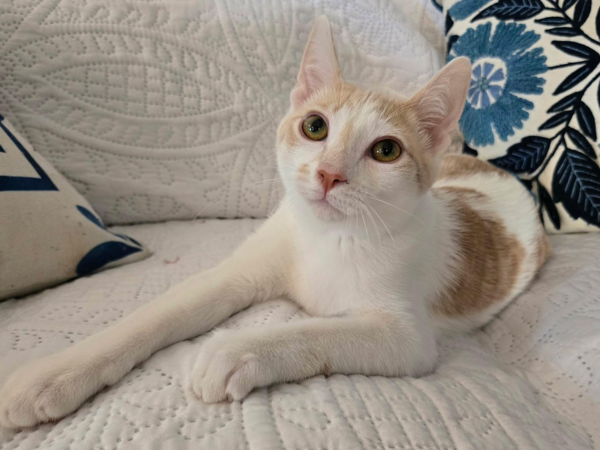 Karen, a Adoptable Domestic Short Hair in La Canada, CA image 2/5