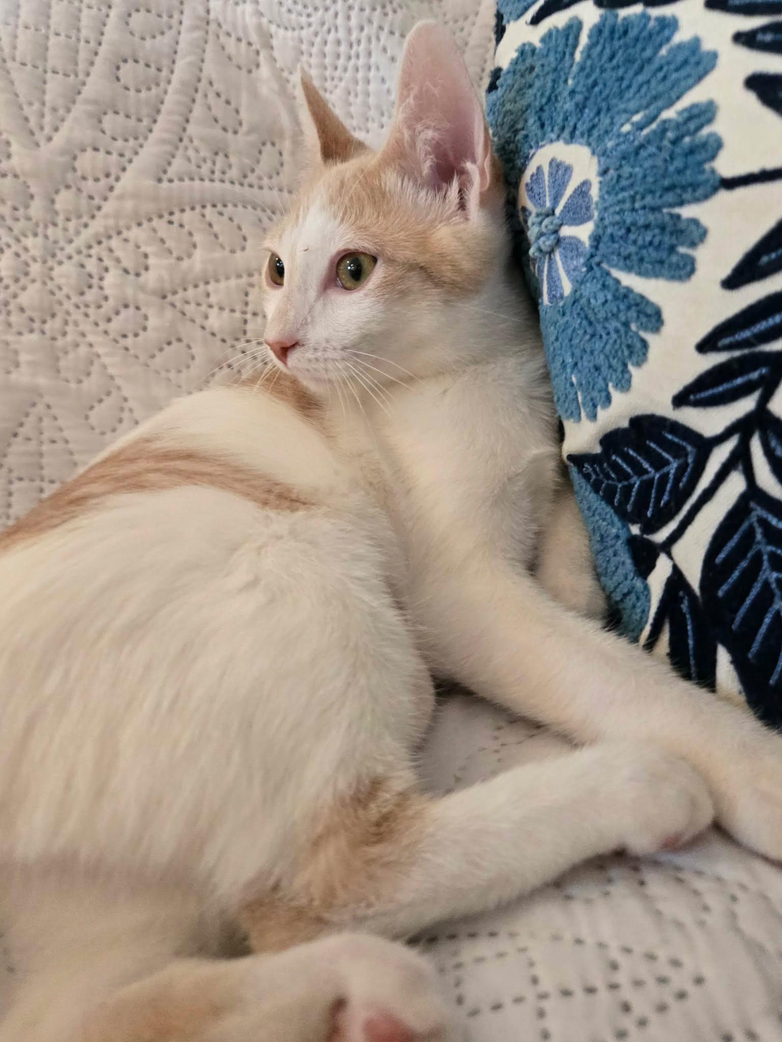 Karen, a Adoptable Domestic Short Hair in La Canada, CA image 5/5