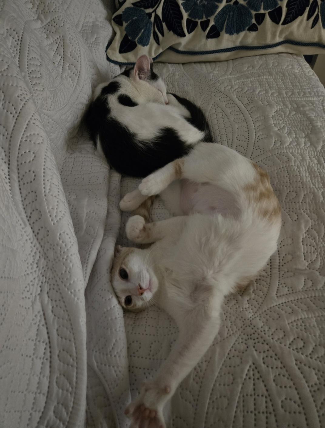 Enlarge Karen, a Adoptable Domestic Short Hair in La Canada, CA image 5/6