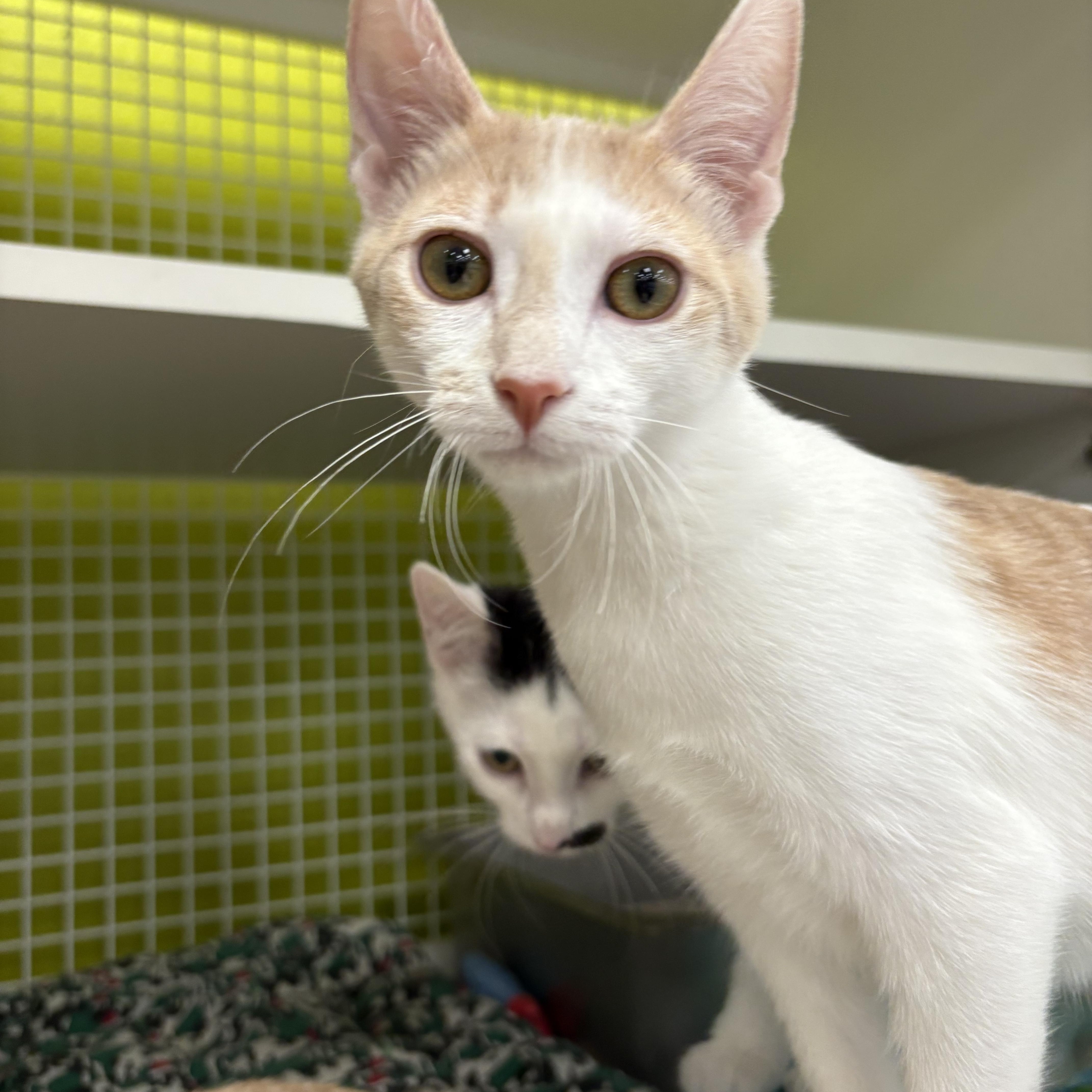 Karen, a Adoptable Domestic Short Hair in La Canada, CA image 3/5