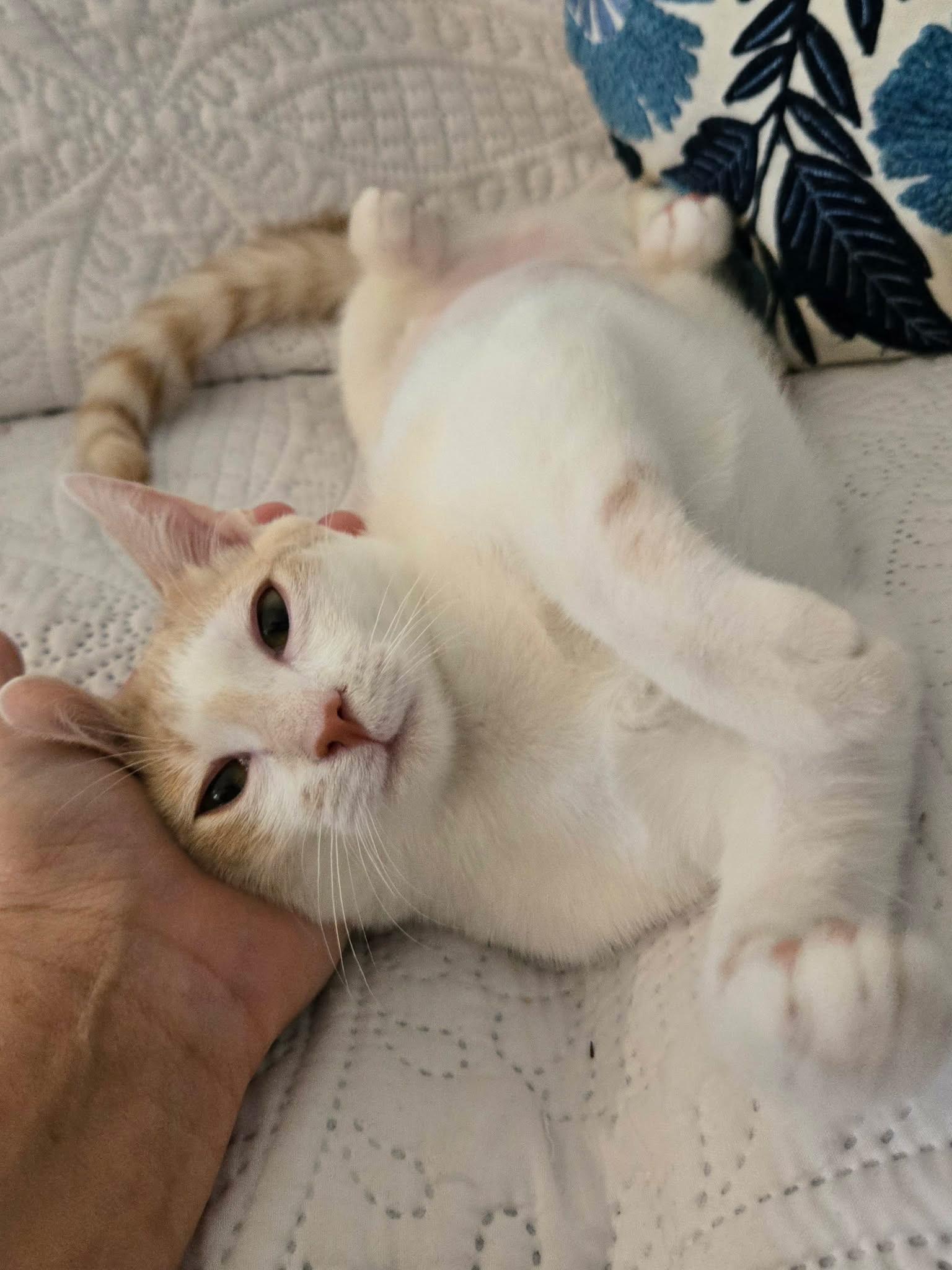 Karen, a Adoptable Domestic Short Hair in La Canada, CA image 4/5