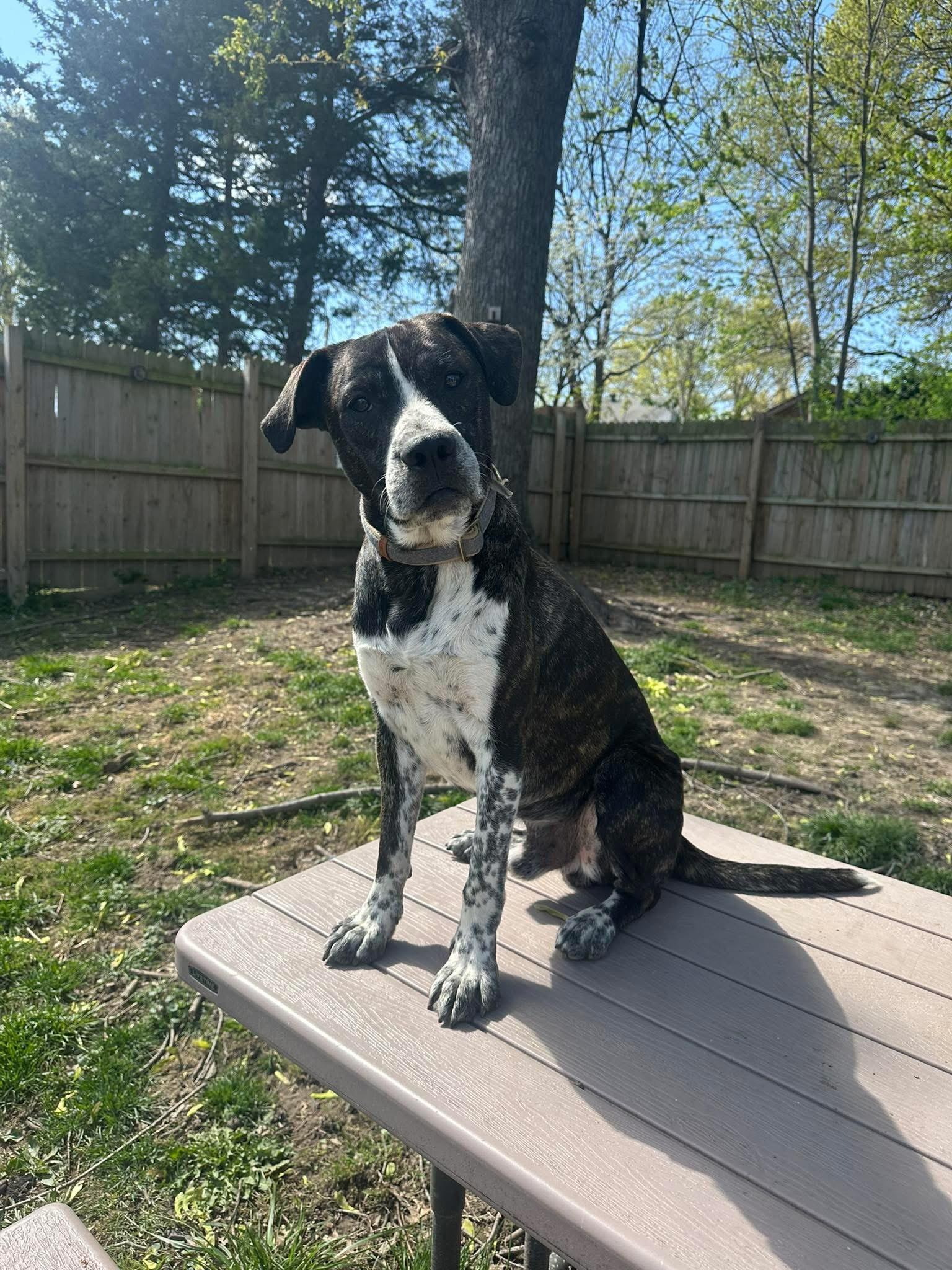 Enlarge Russell, a Adoptable mixed breed in Arnold, MO image 1/2