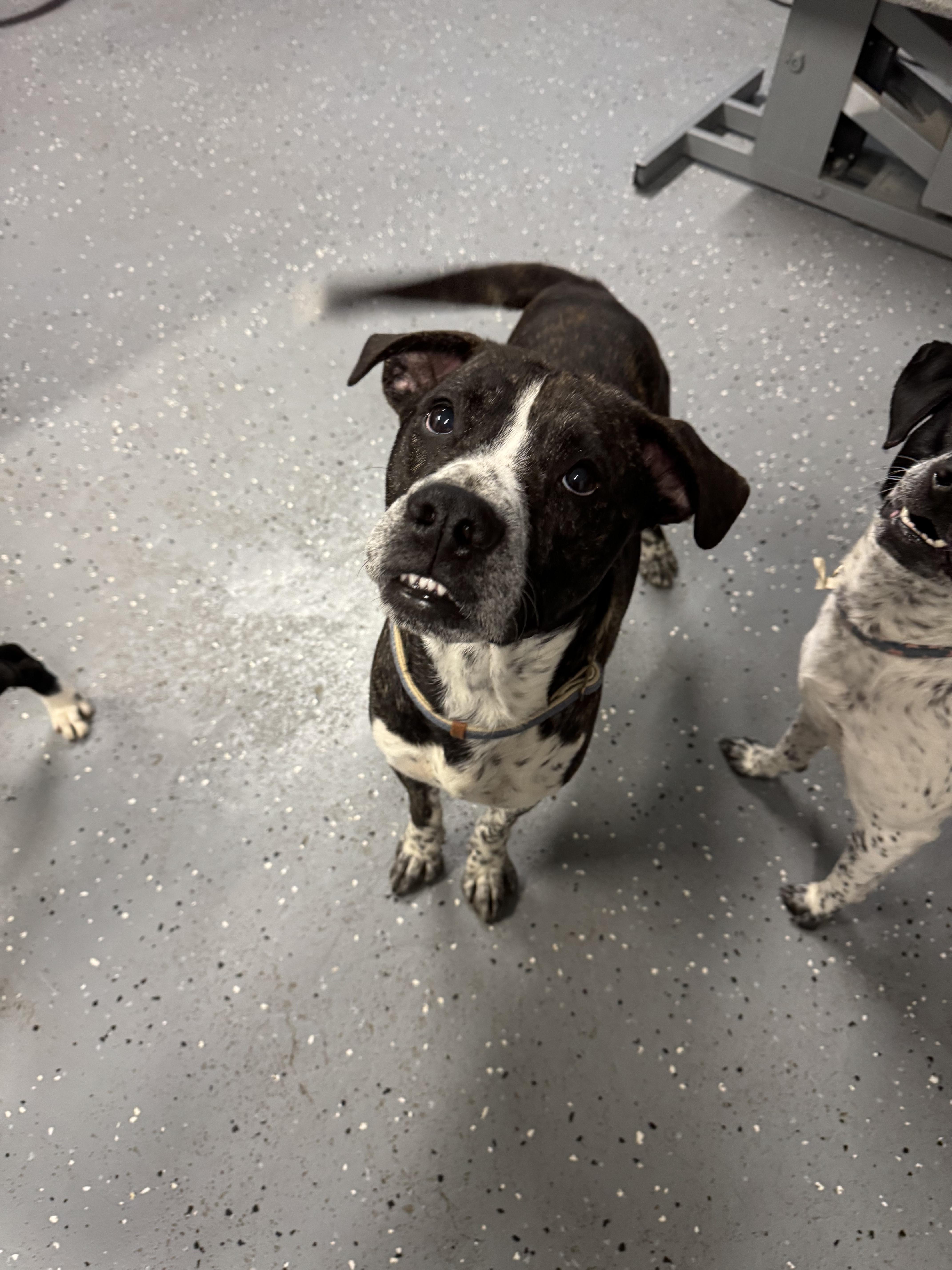 Russell, Adoptable, Adult Male Boxer.