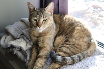 Enlarge Lilly, a Adoptable mixed breed in Scottsdale, AZ image 1/3