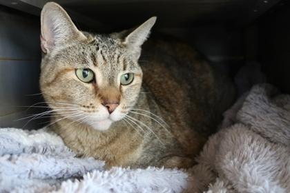 Enlarge Lilly, a Adoptable mixed breed in Scottsdale, AZ image 2/3