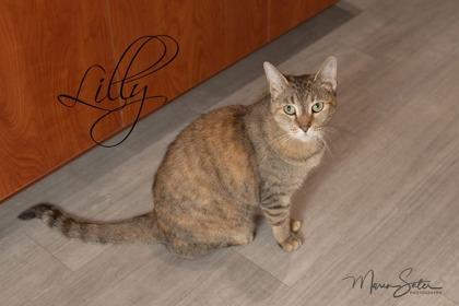 Enlarge Lilly, a Adoptable mixed breed in Scottsdale, AZ image 3/3