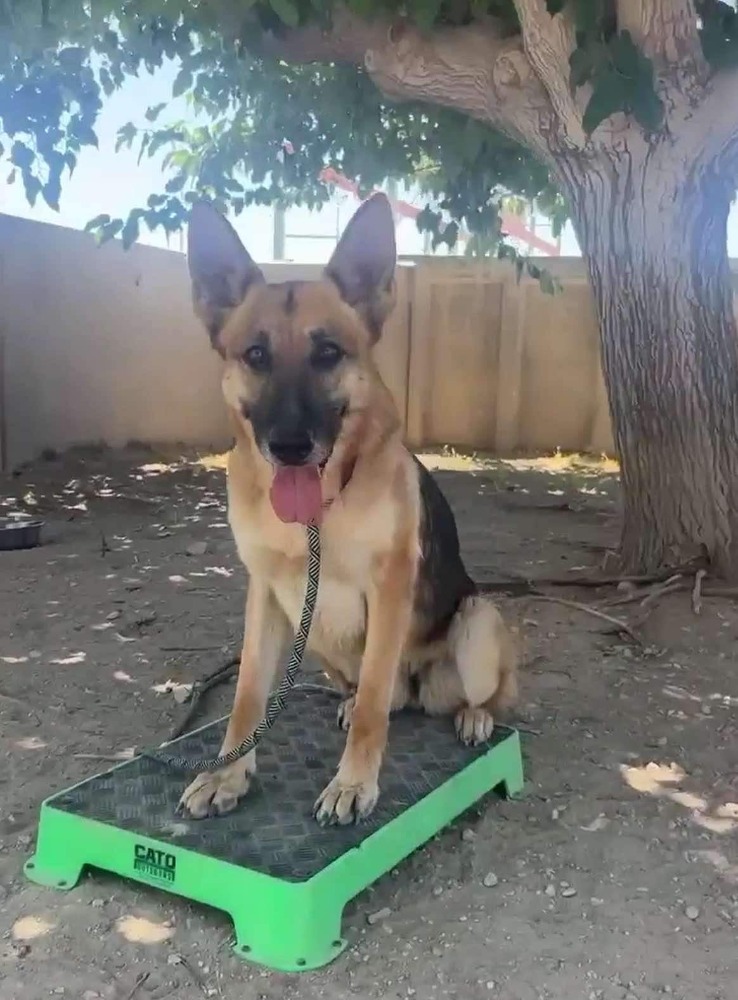 Emmy, a Adoptable German Shepherd Dog in Las Vegas, NV image 2/3