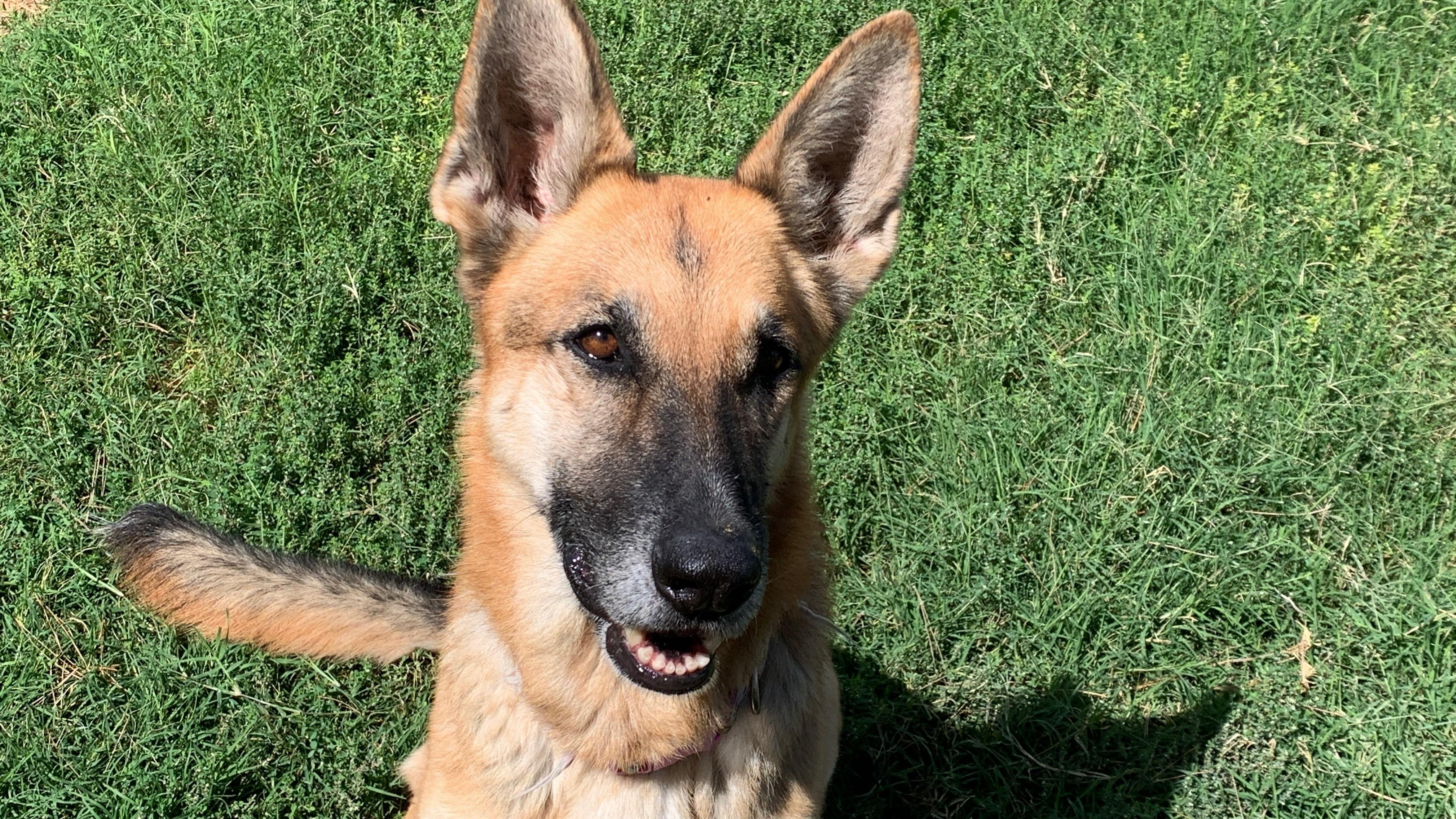 Emmy, a Adoptable German Shepherd Dog in Las Vegas, NV image 1/3