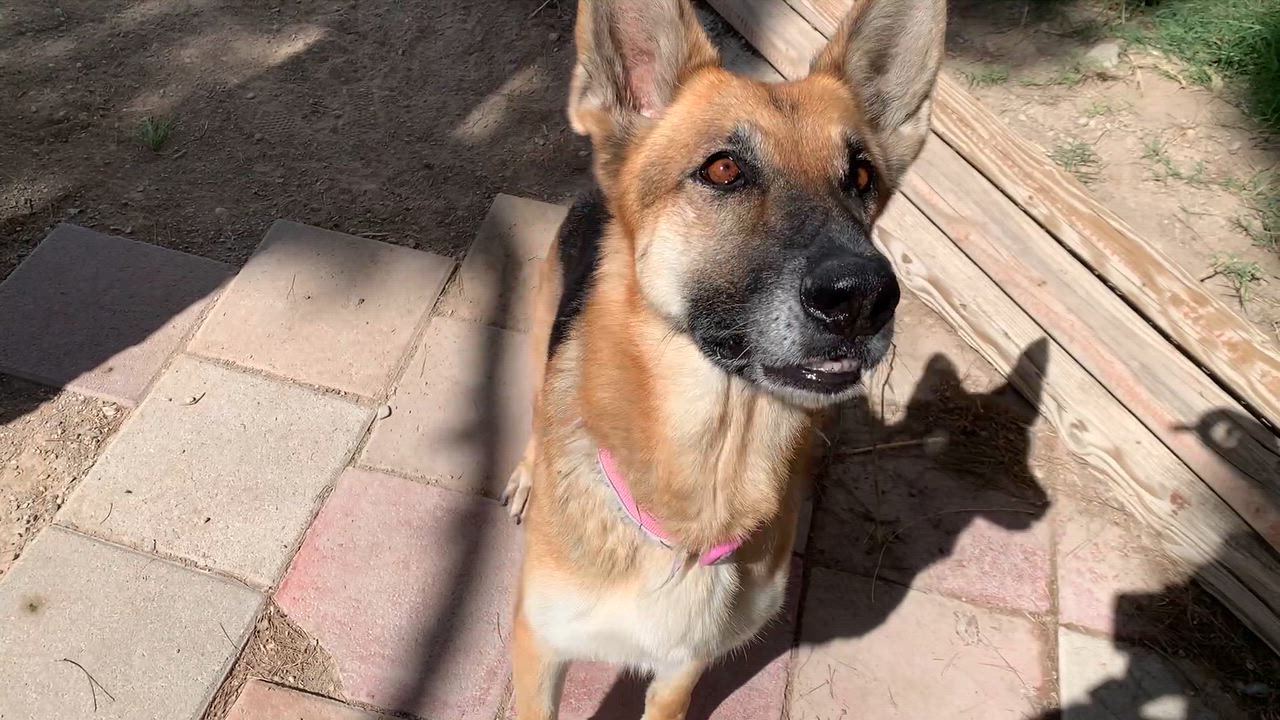 Enlarge Emmy, a Adoptable German Shepherd Dog in Las Vegas, NV video 3/3