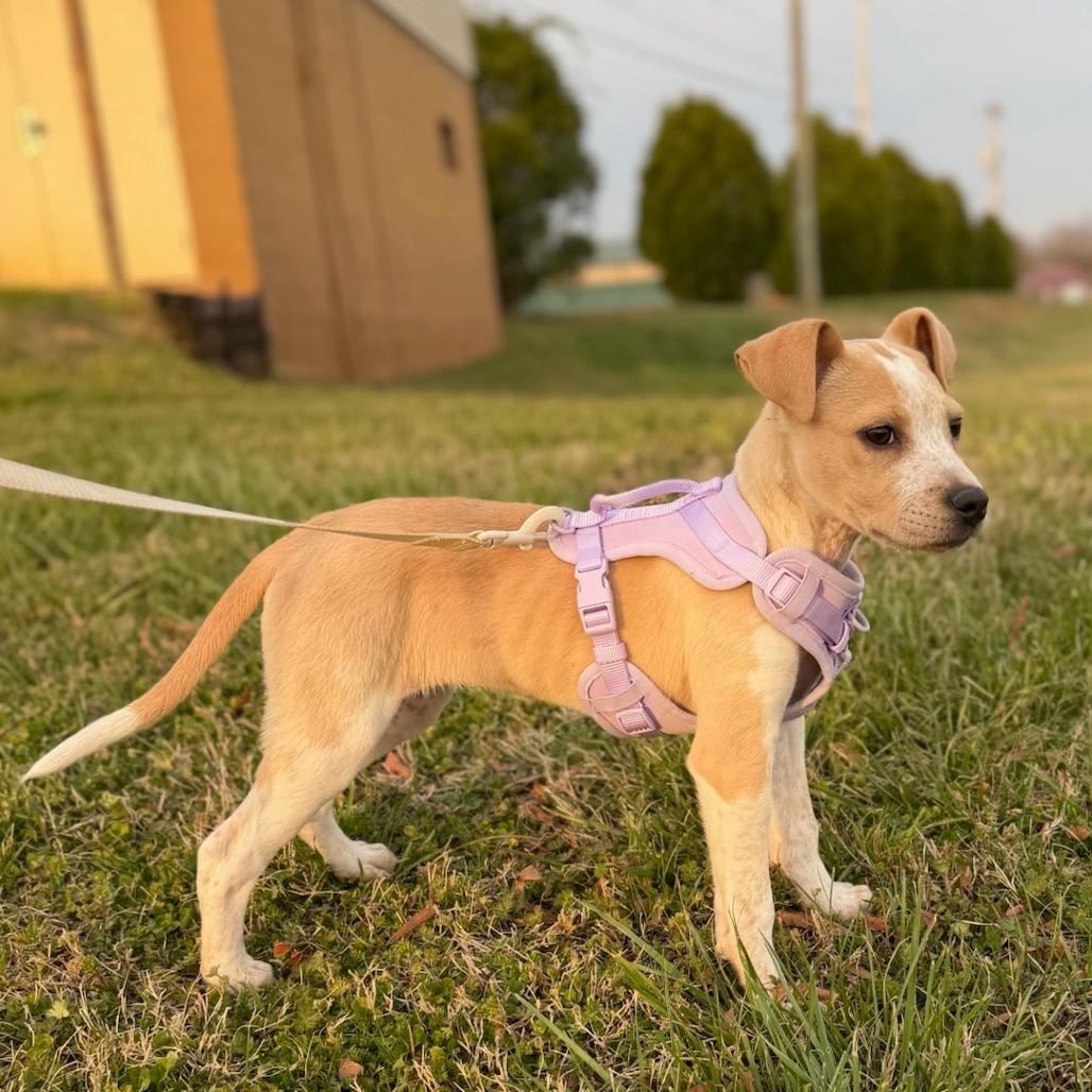 Lizzie (Cars Litter), Adoptable, Puppy Female Cattle Dog & Retriever.