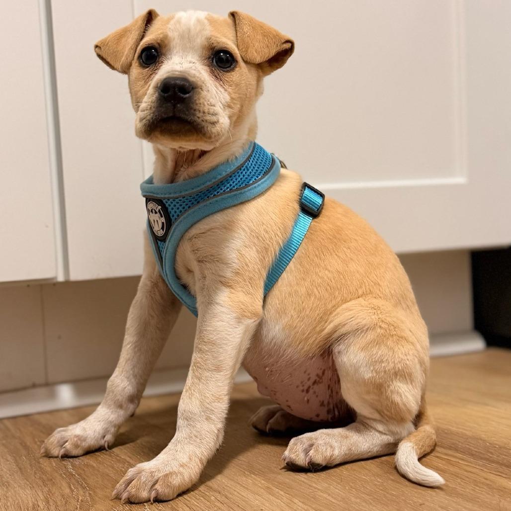 Lizzie (Cars Litter), Adoptable, Puppy Female Cattle Dog & Retriever.