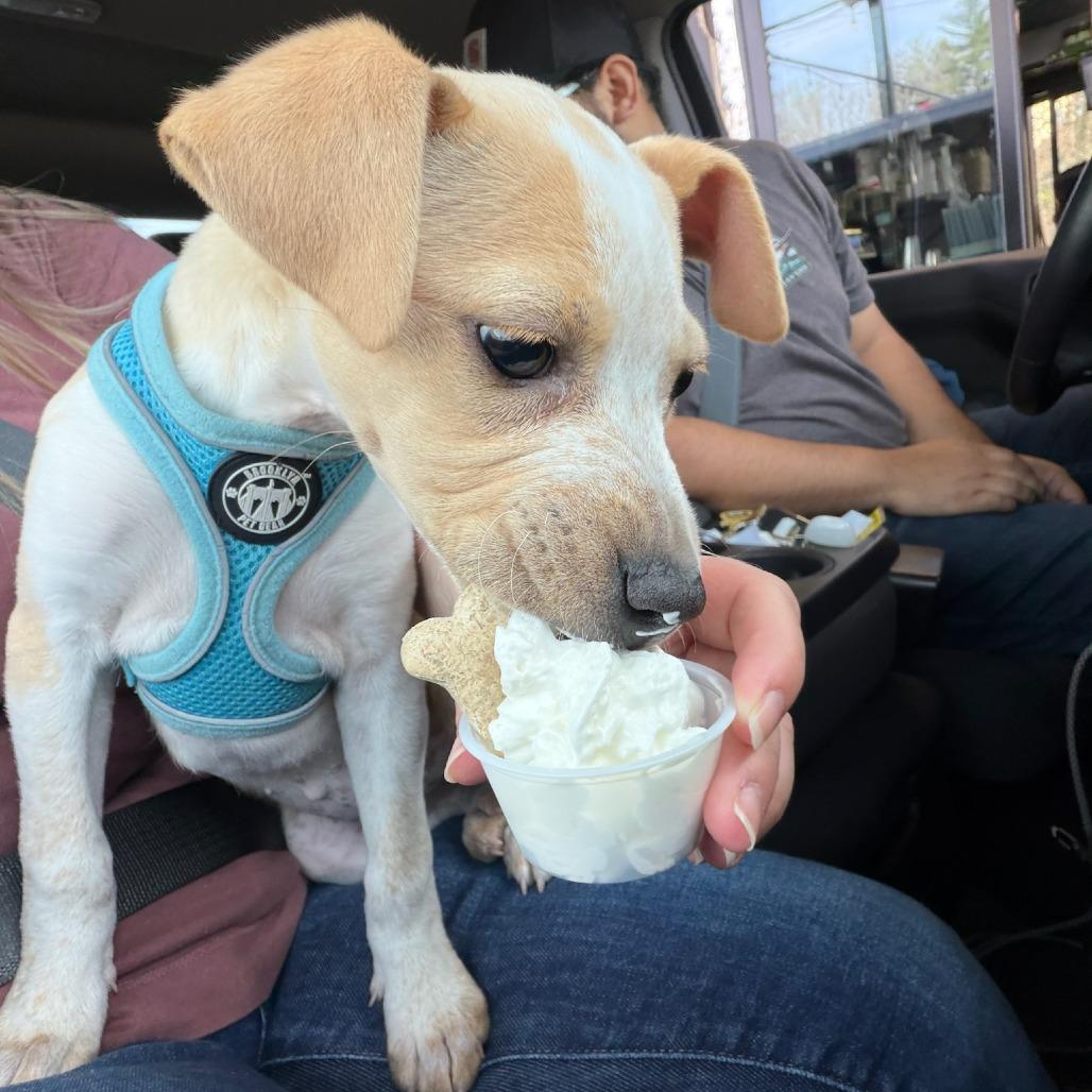 Enlarge Lizzie (Cars Litter), a Adoptable mixed breed in Lenoir, NC image 2/3