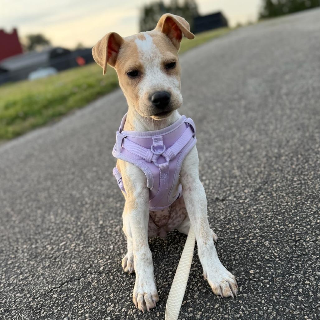 Enlarge Lizzie (Cars Litter), a Adoptable mixed breed in Lenoir, NC image 3/3