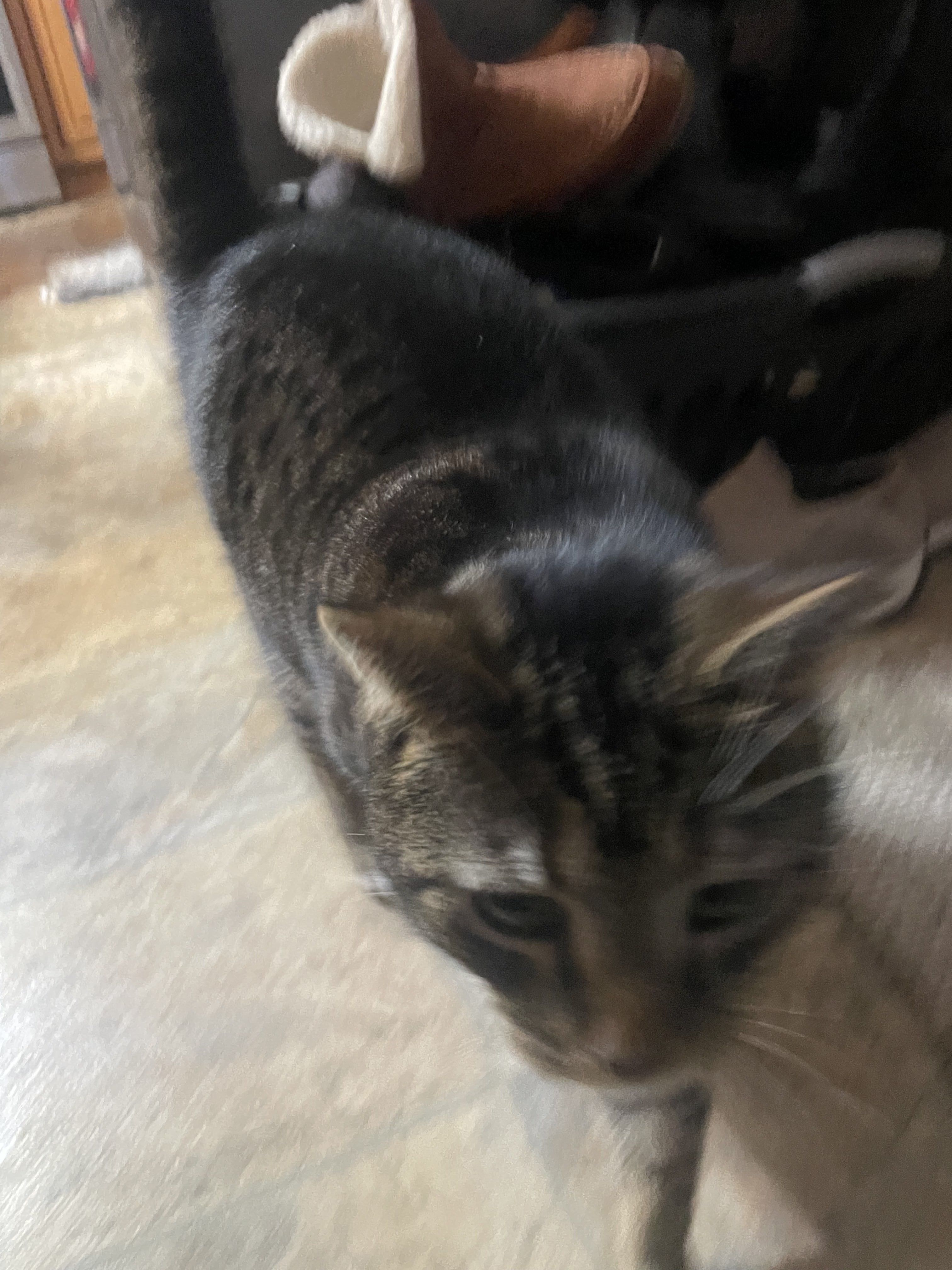 Jax photo 2