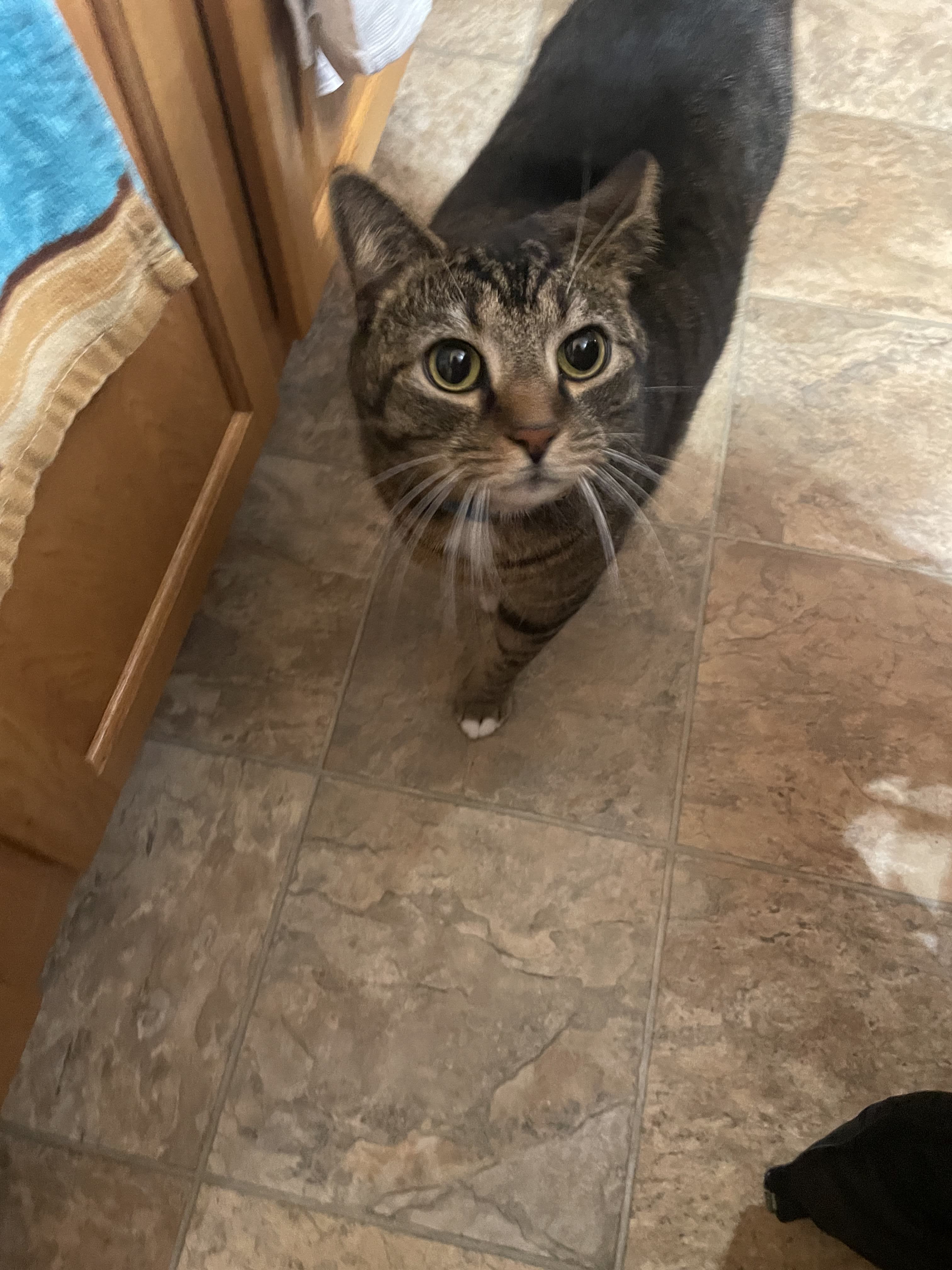 Jax