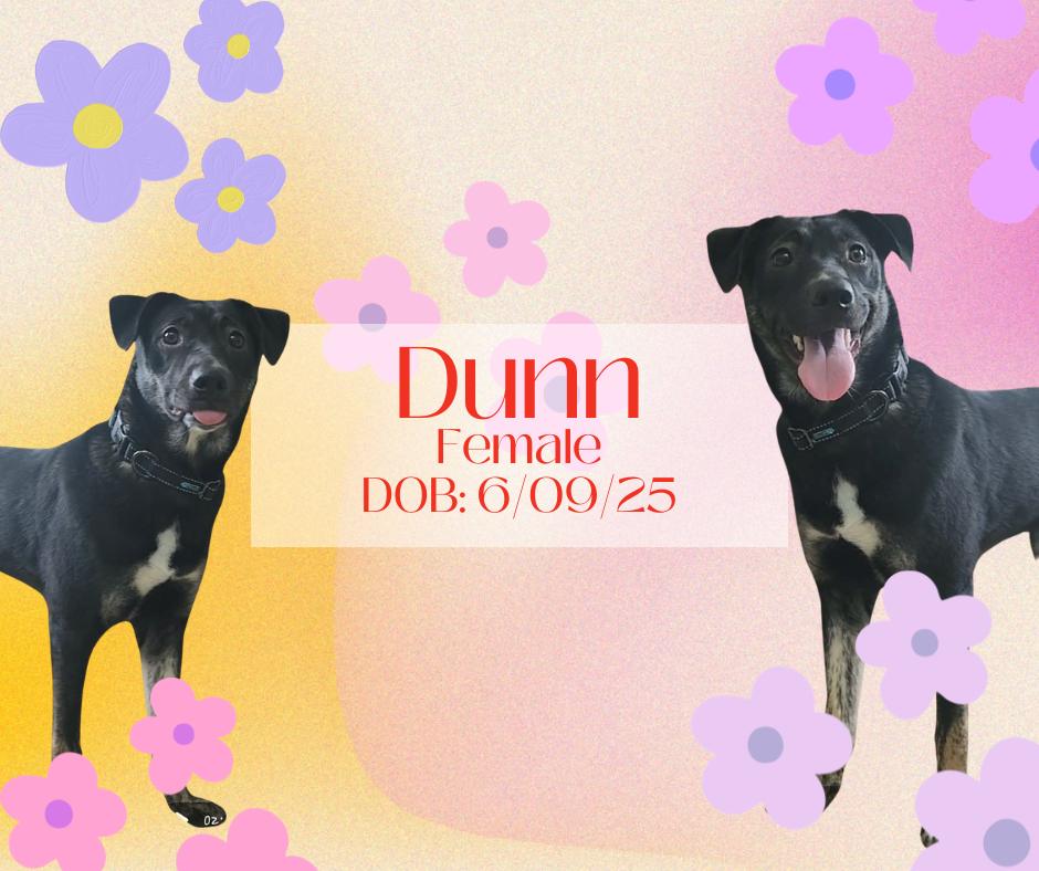 Dunn, ADOPTABLE, Young Female Catahoula Leopard Dog & American Eskimo Dog.