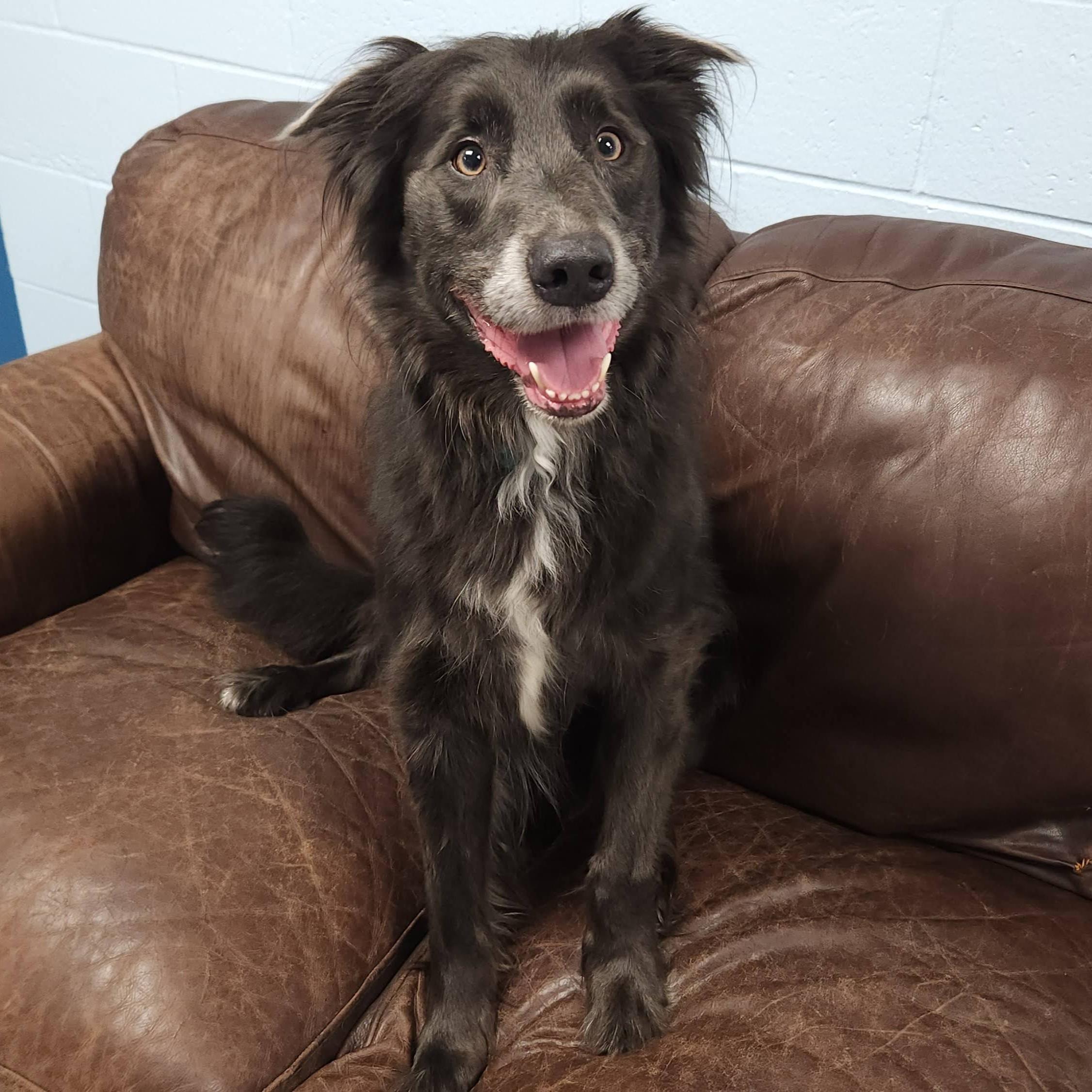 Enlarge Asher, a Adopted mixed breed in Marshfield, WI image 1/6
