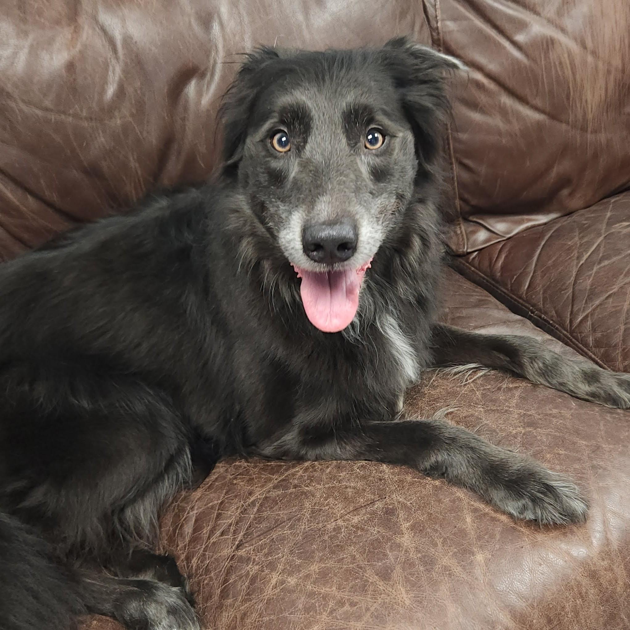 Enlarge Asher, a Adopted mixed breed in Marshfield, WI image 3/6