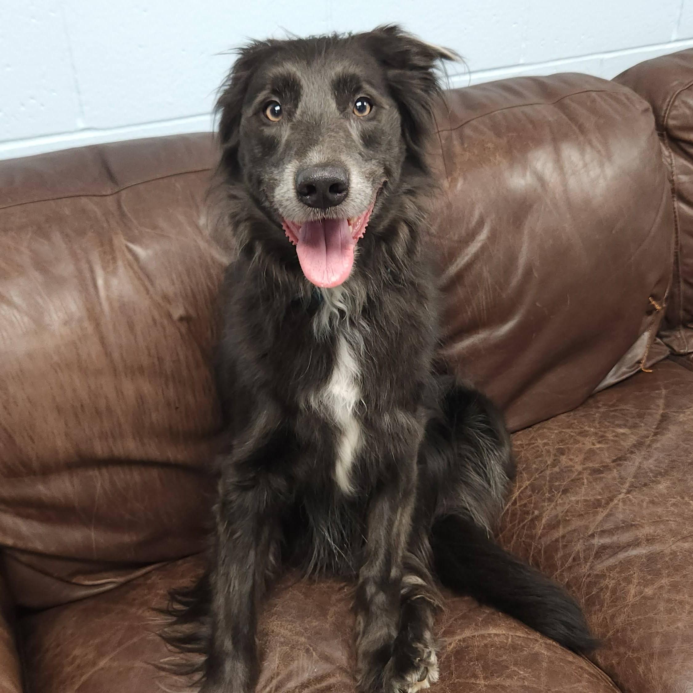 Enlarge Asher, a Adopted mixed breed in Marshfield, WI image 4/6