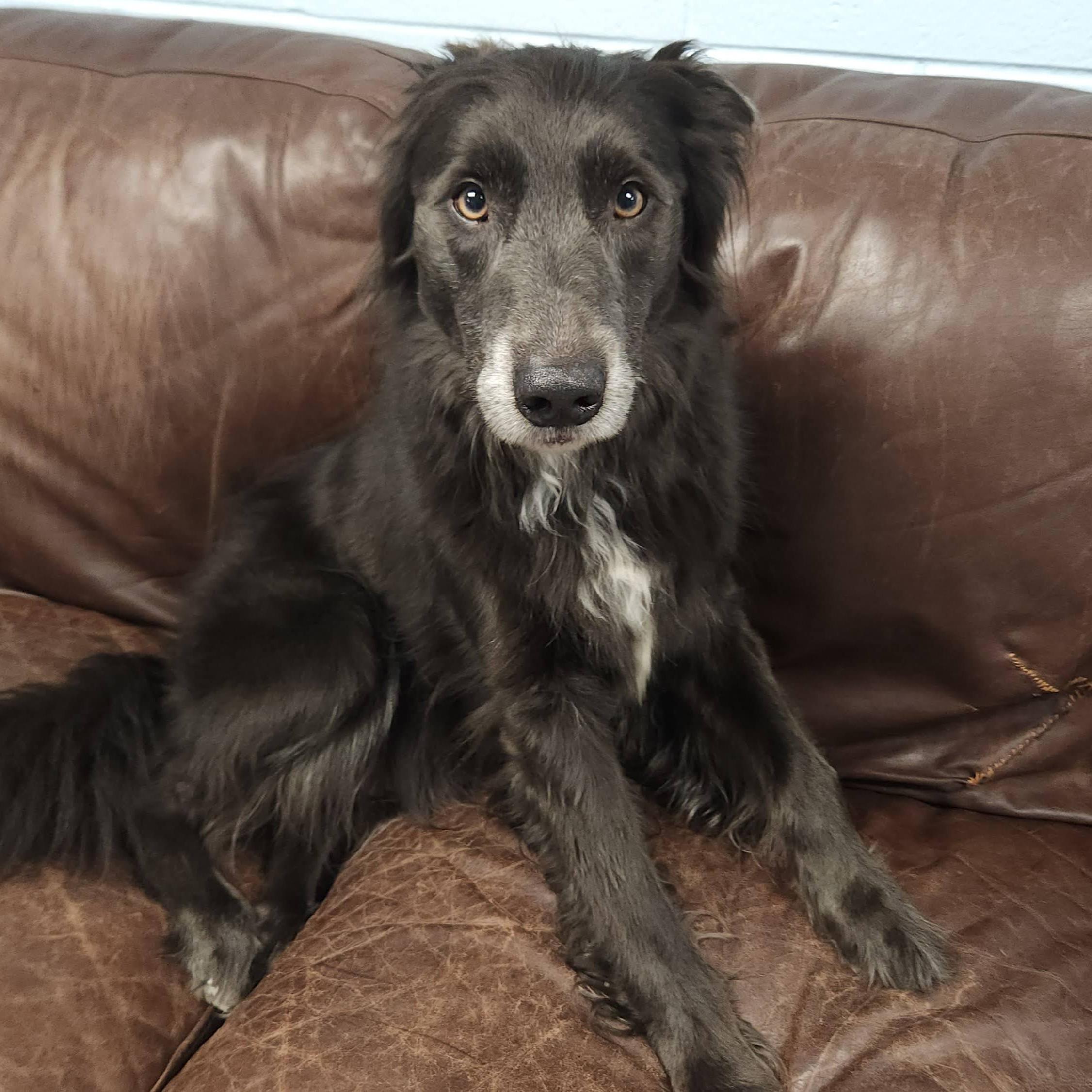 Enlarge Asher, a Adopted mixed breed in Marshfield, WI image 5/6