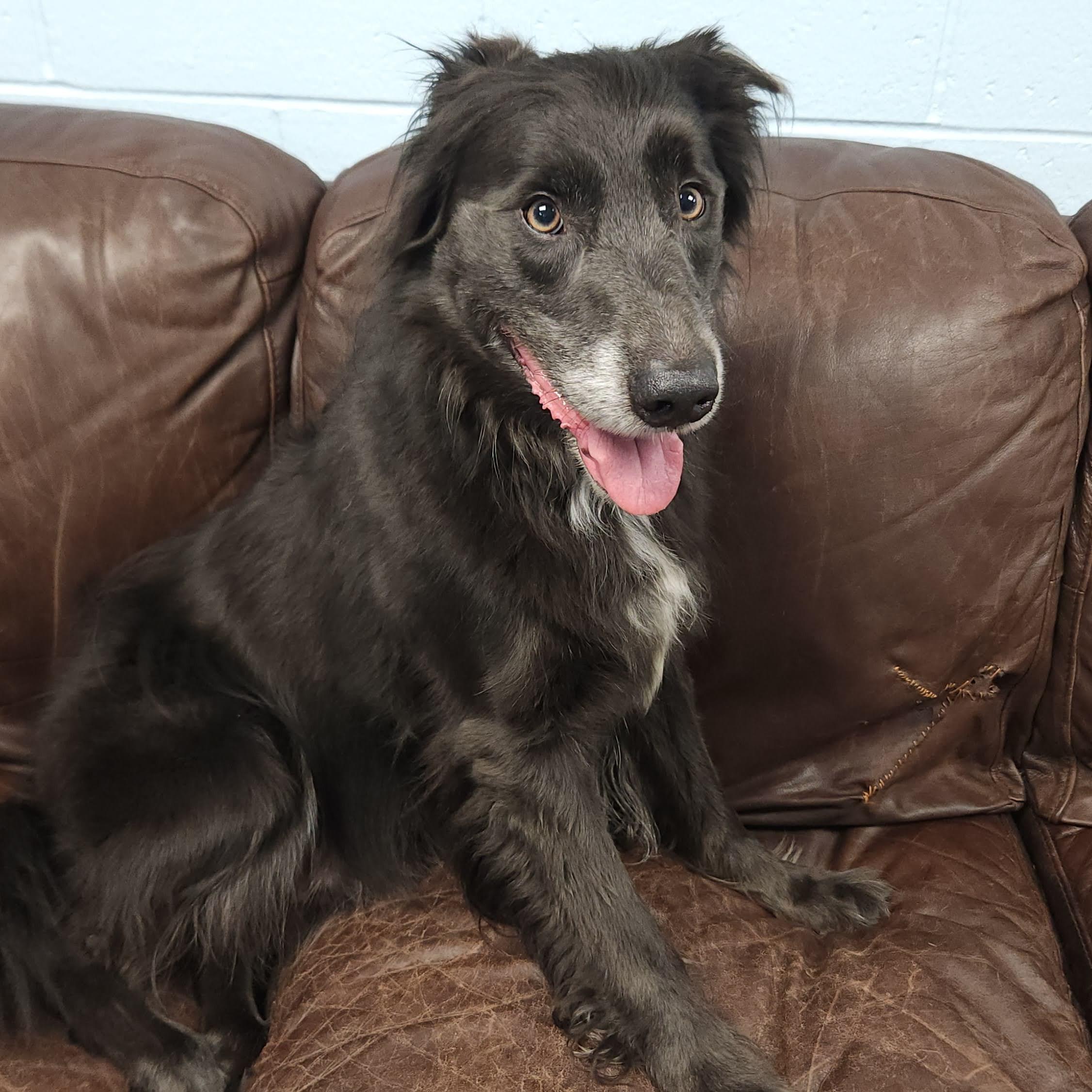 Enlarge Asher, a Adopted mixed breed in Marshfield, WI image 2/6