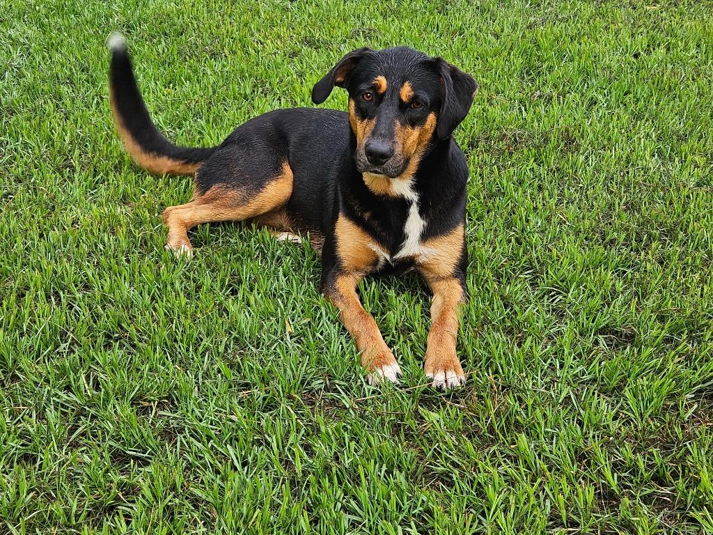 Destiny, Adoptable, Young Female Hound.