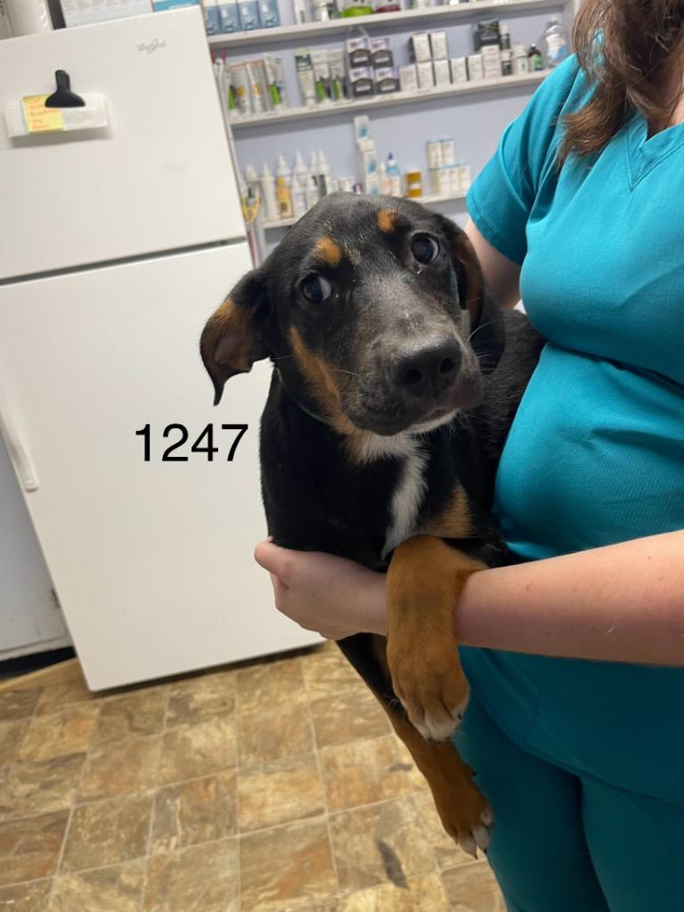 Destiny, Adoptable, Young Female Hound.