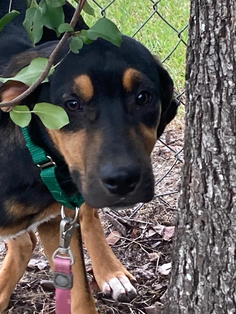 Enlarge Destiny, a Adoptable mixed breed in Hartsville, SC image 2/4