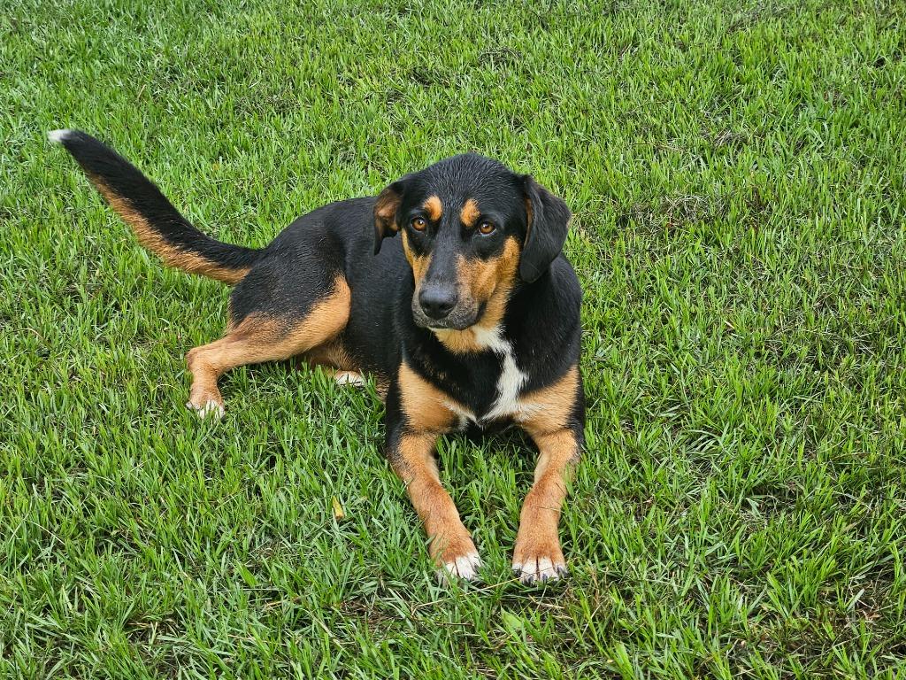 Enlarge Destiny, a Adoptable mixed breed in Hartsville, SC image 2/4