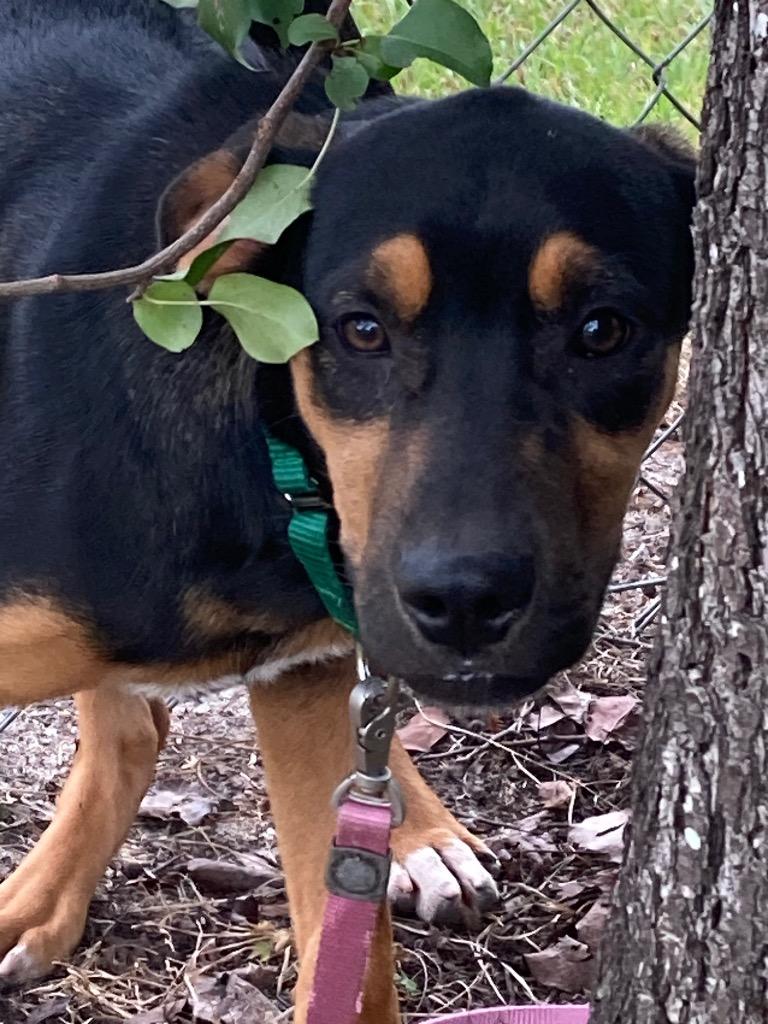 Enlarge Destiny, a Adoptable mixed breed in Hartsville, SC image 3/4