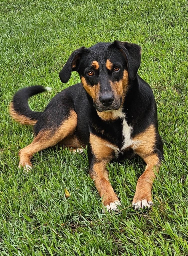 Enlarge Destiny, a Adoptable mixed breed in Hartsville, SC image 3/4