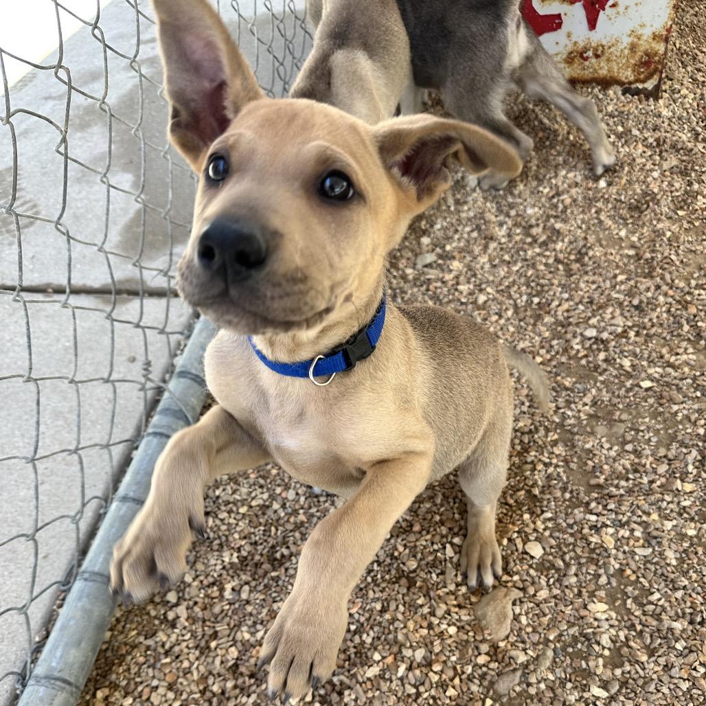Enlarge Napoleon FC, a Adoptable mixed breed in Union, MO image 1/5