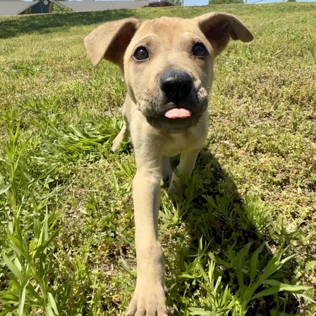 Enlarge Napoleon FC, a Adoptable mixed breed in Union, MO image 2/5