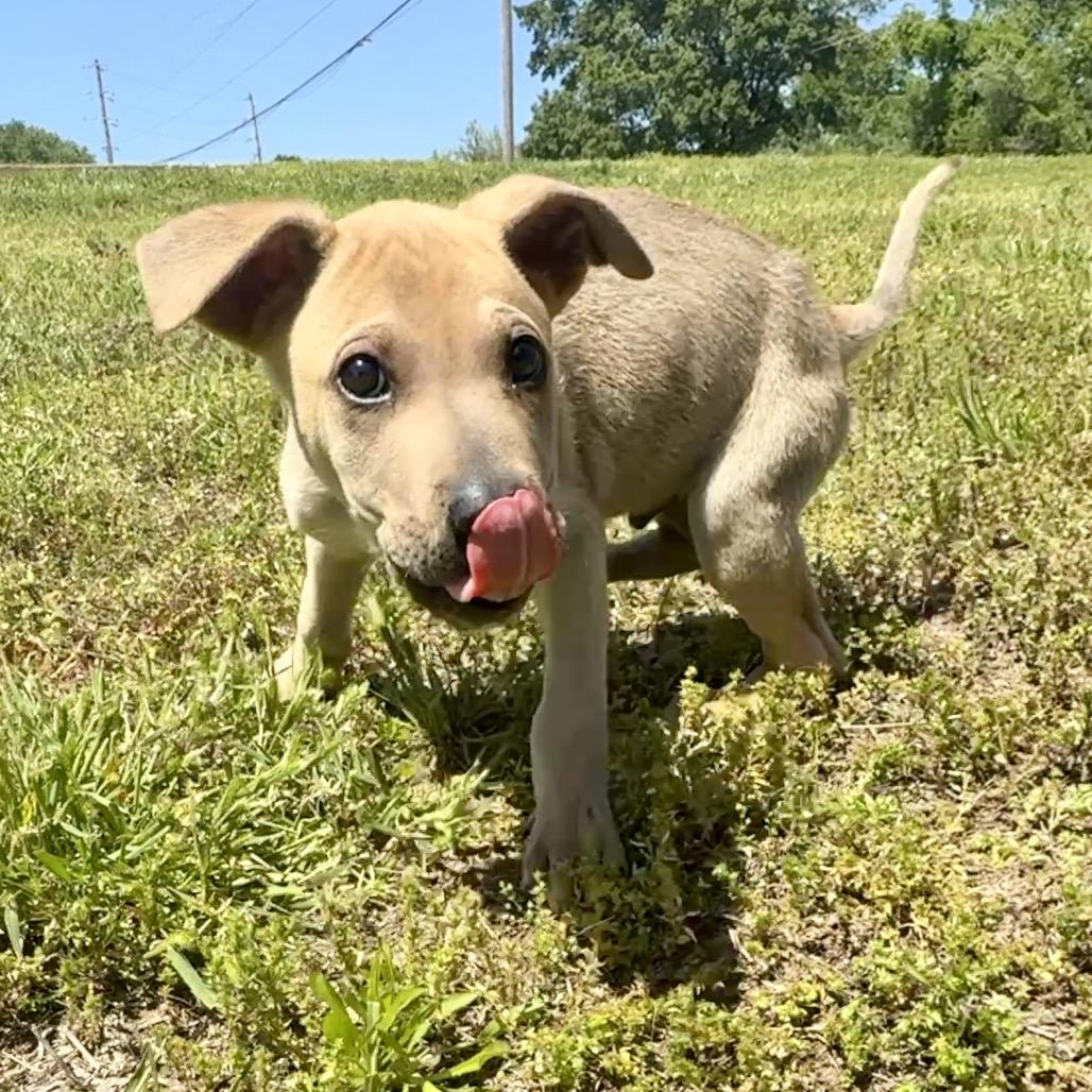Enlarge Napoleon FC, a Adoptable mixed breed in Union, MO image 3/5