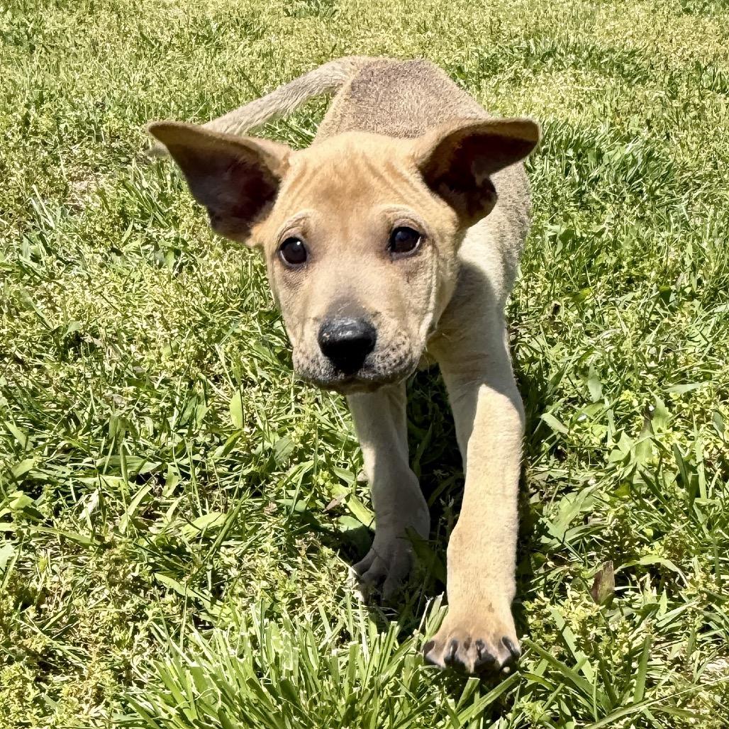 Enlarge Napoleon FC, a Adoptable mixed breed in Union, MO image 4/5