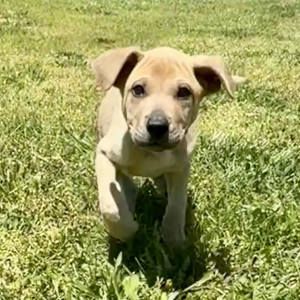 Enlarge Napoleon FC, a Adoptable mixed breed in Union, MO image 5/5