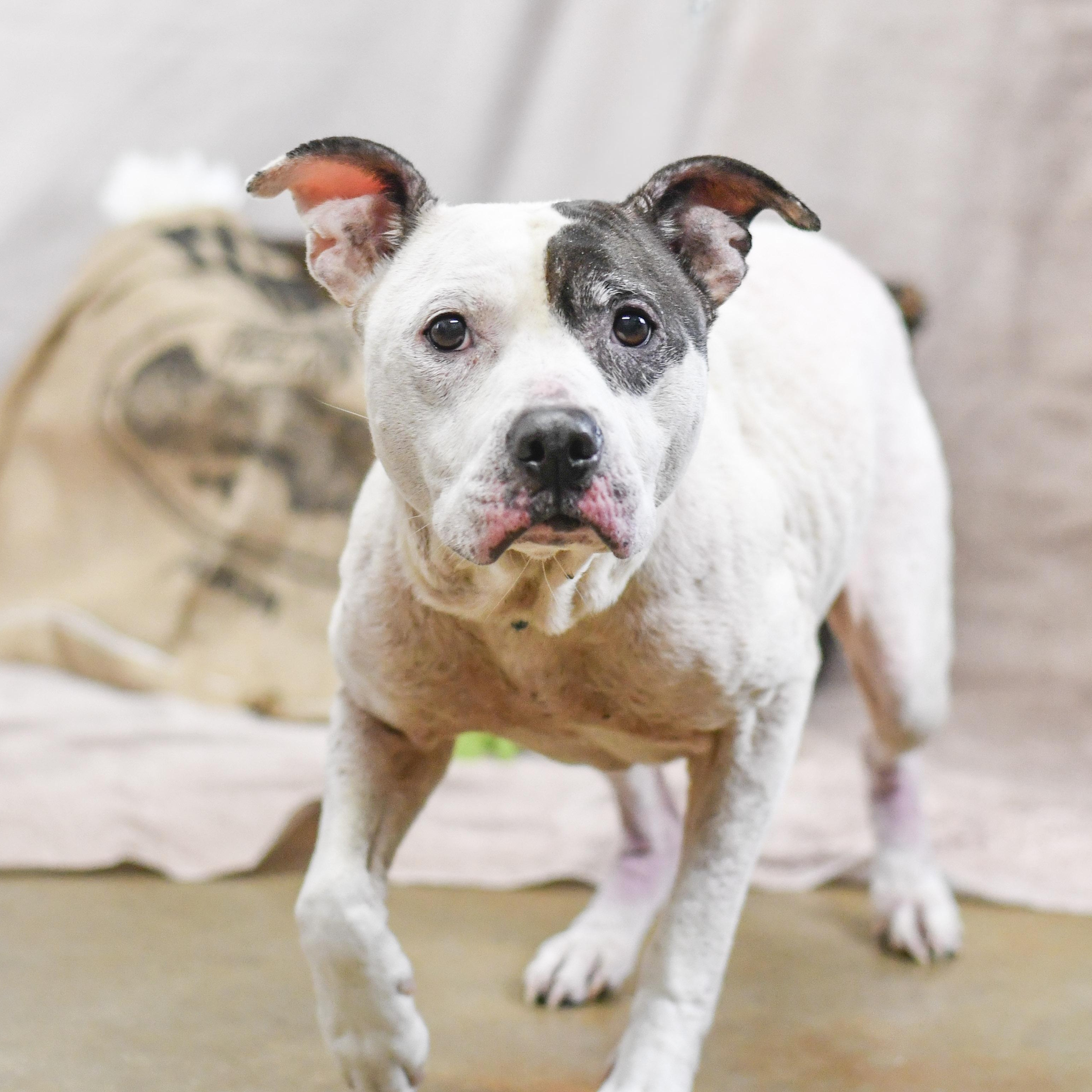 Enlarge Veda, an adopted mixed breed in Defuniak Springs, FL image 1/1