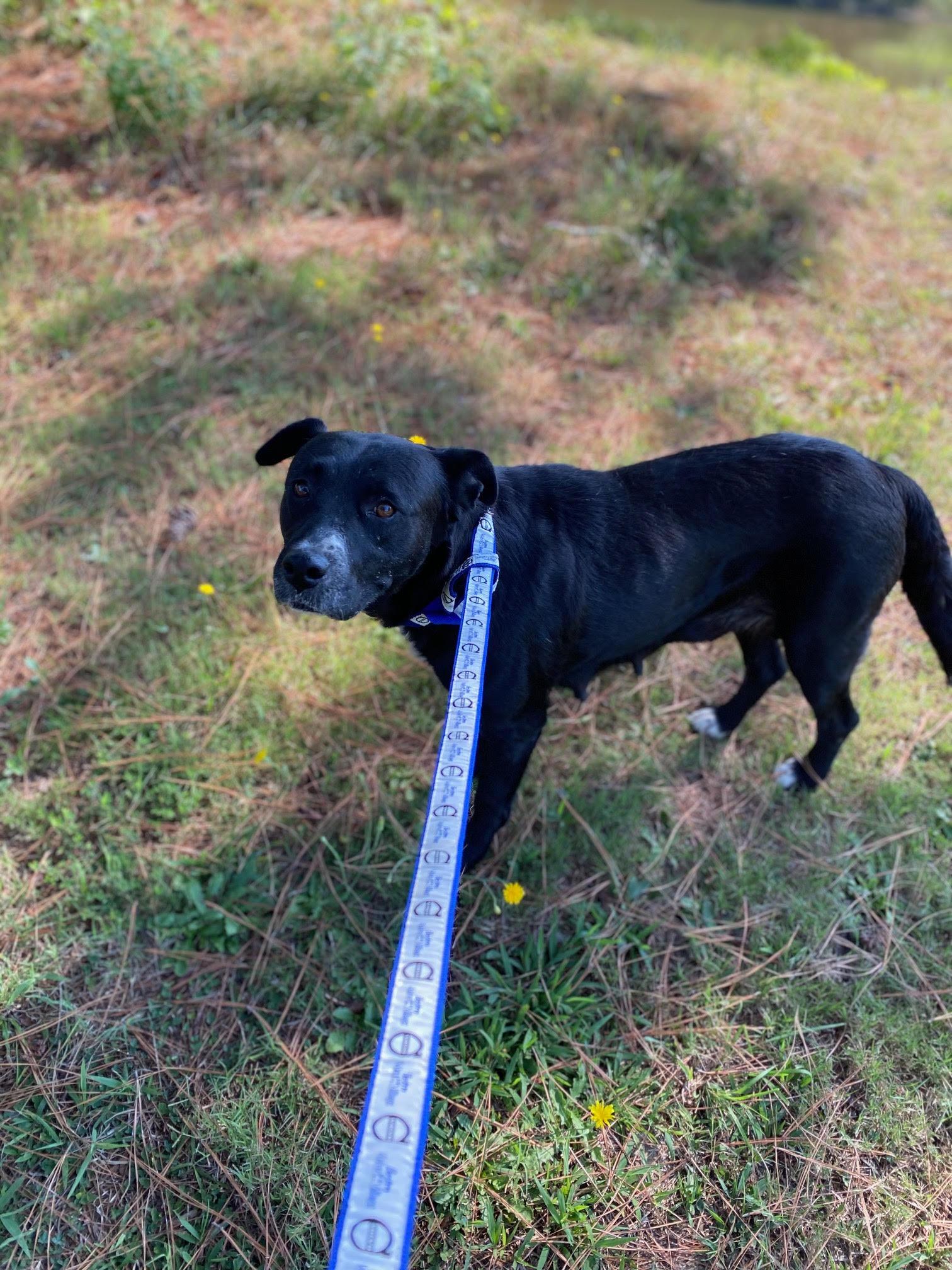 PEBBLES, a Adoptable mixed breed in Pembroke, MA image 2/4