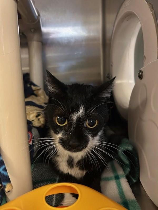 Sundae, Adoptable, Adult Female Domestic Short Hair.