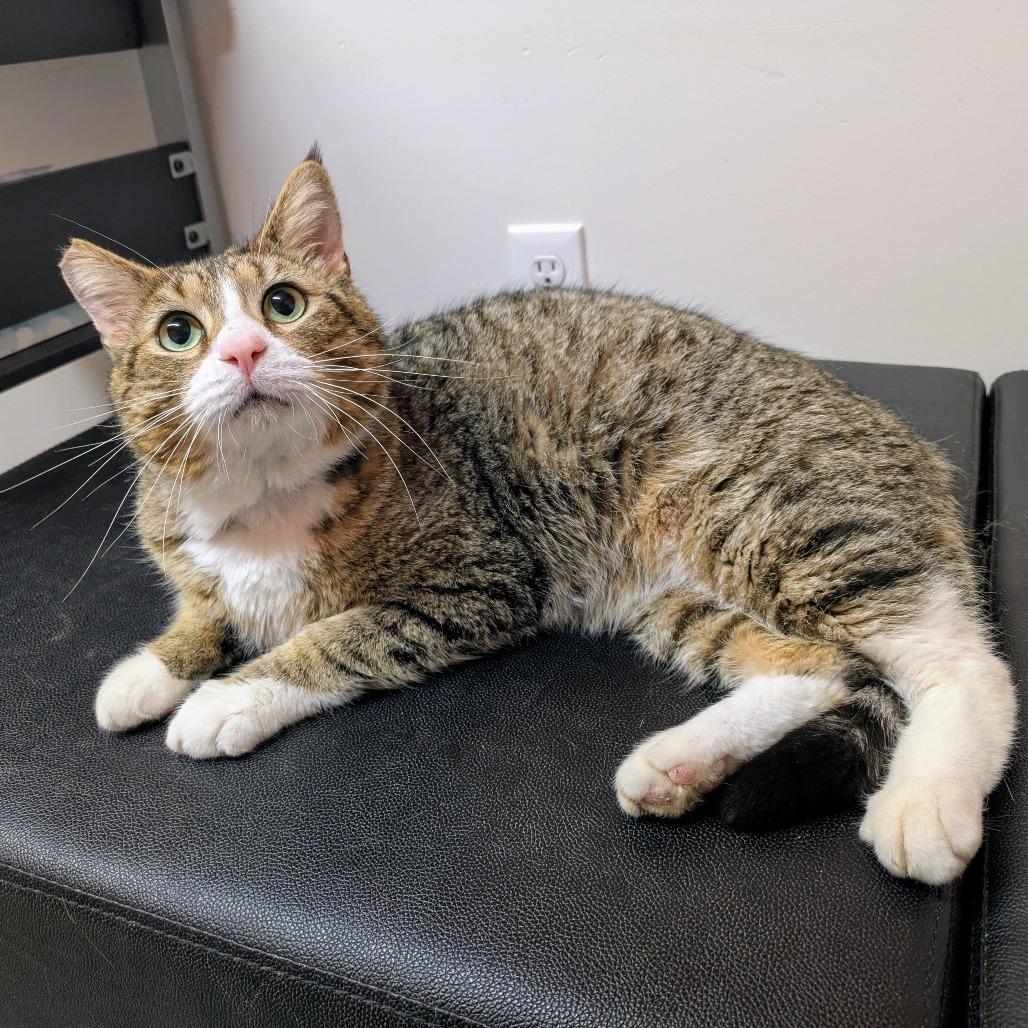 Johnnie, Adoptable, Adult Male Domestic Short Hair.