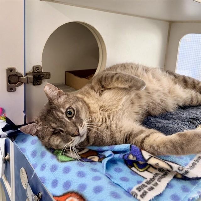 Enlarge ARTEMIOS, a Adoptable Domestic Short Hair in Long Beach, CA image 1/1