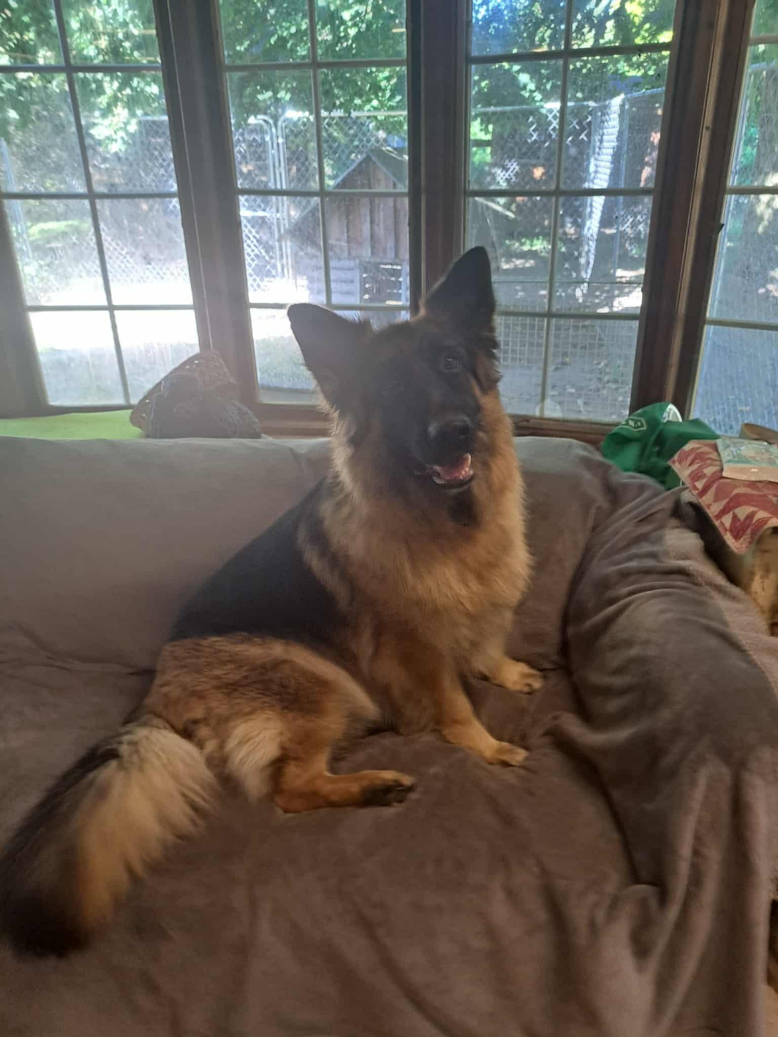 Bella, a Adoptable German Shepherd Dog in Palgrave, ON image 1/4