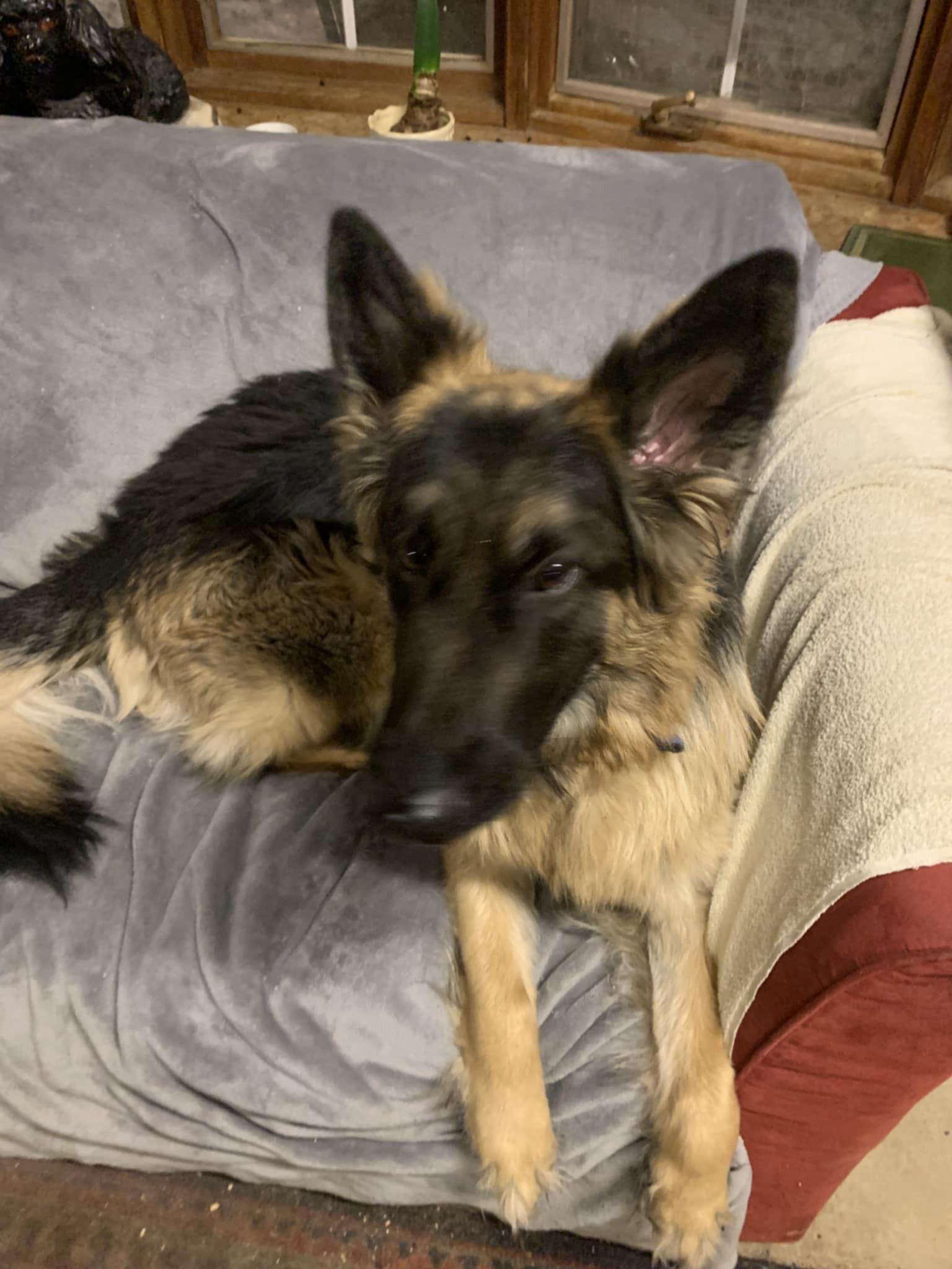 Bella, adoptable, Adult Female German Shepherd Dog.