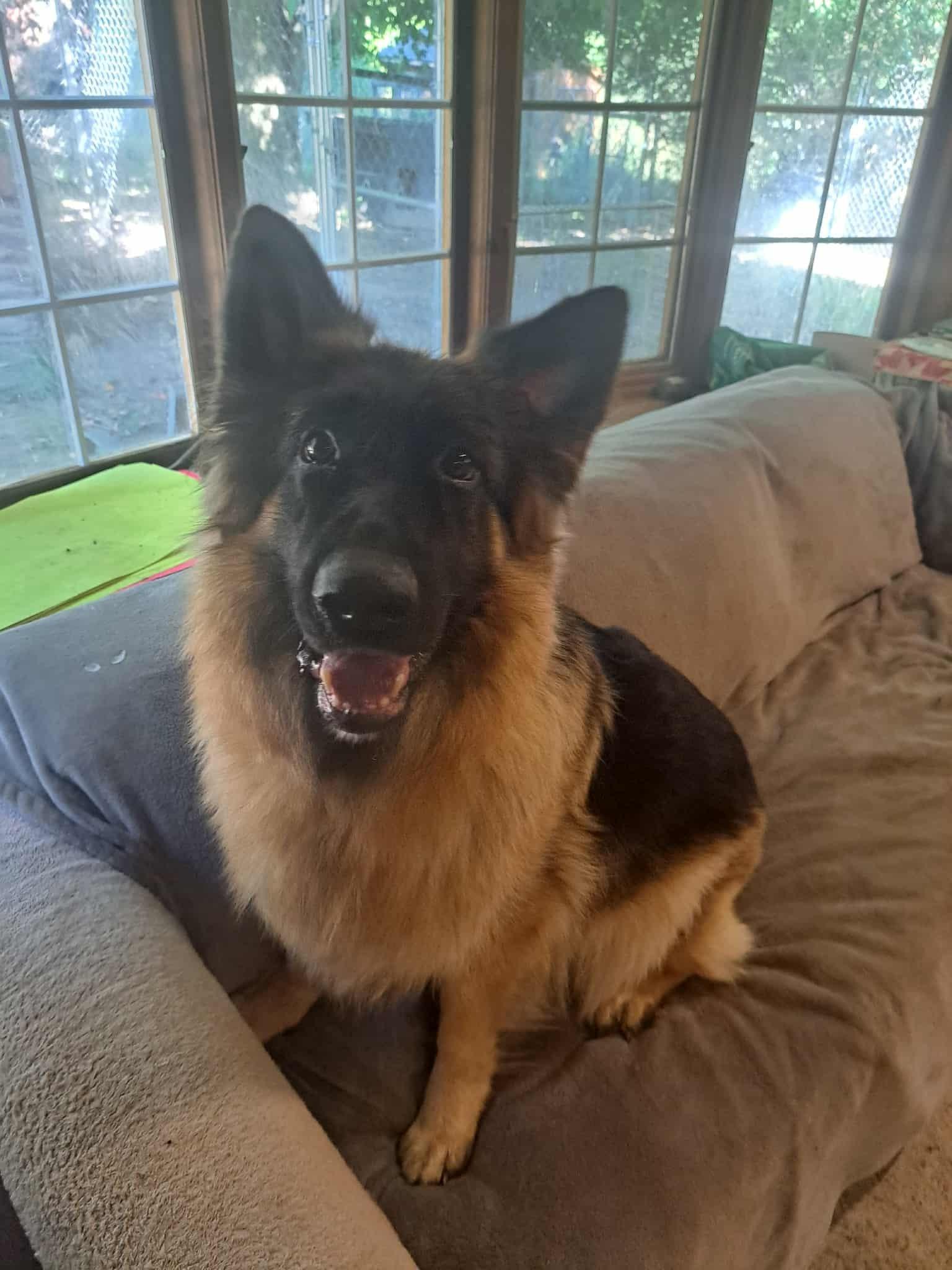 Bella, a Adoptable German Shepherd Dog in Palgrave, ON image 2/4