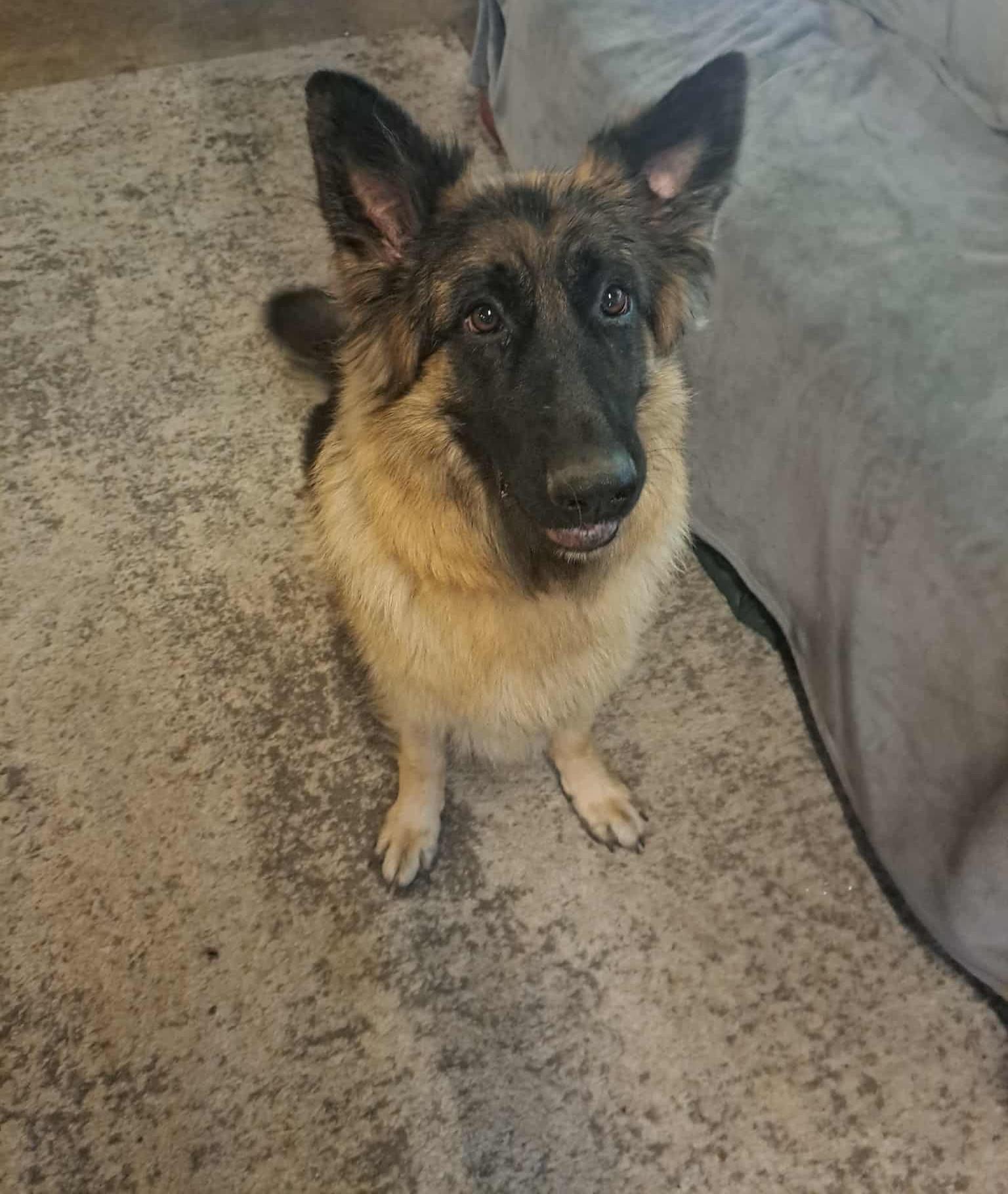 Bella, an adoptable German Shepherd Dog in Palgrave, ON, L0N 1P0 | Photo Image 4