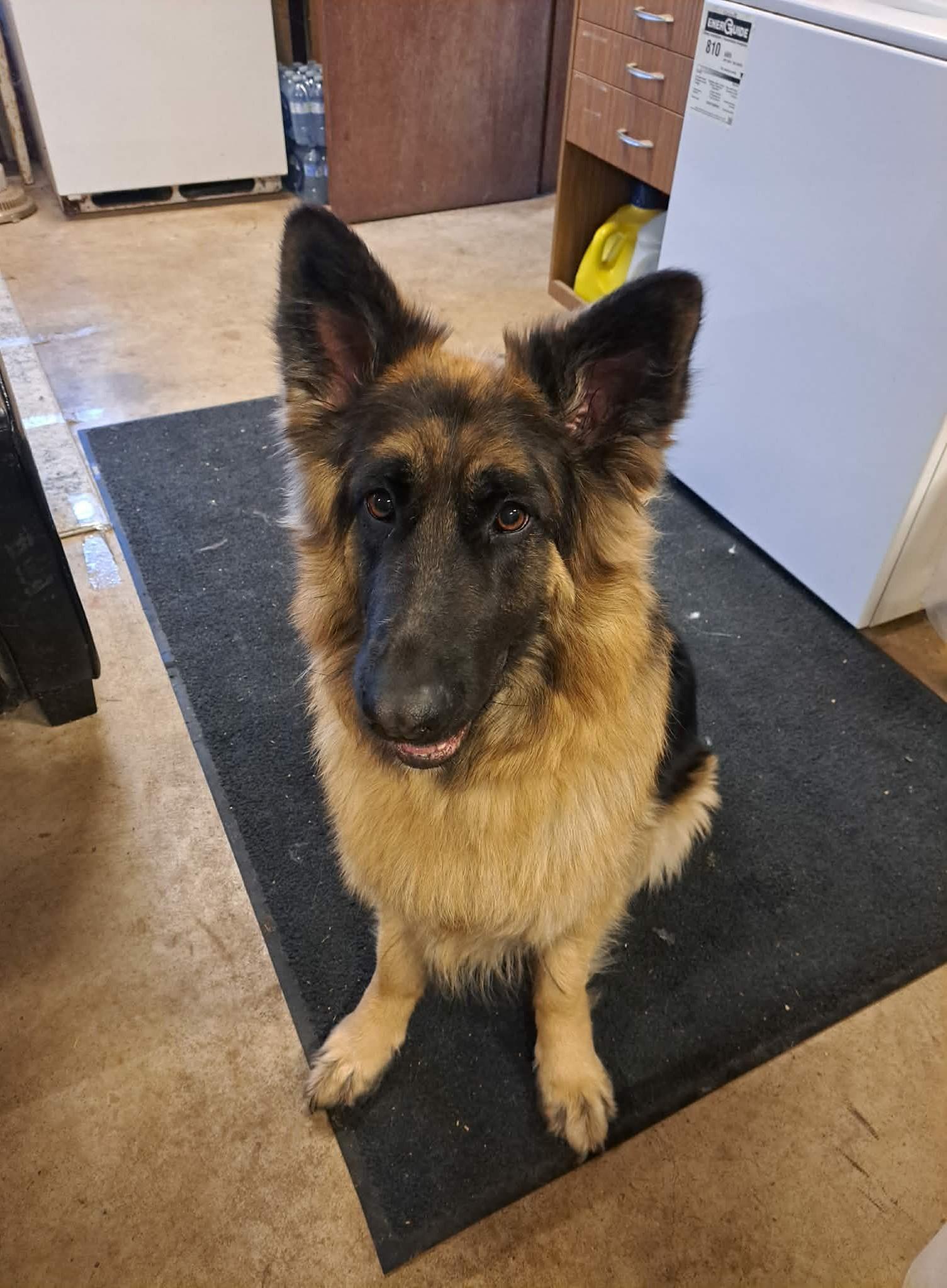 Enlarge Bella, an adoptable German Shepherd Dog in Palgrave, ON image 2/4