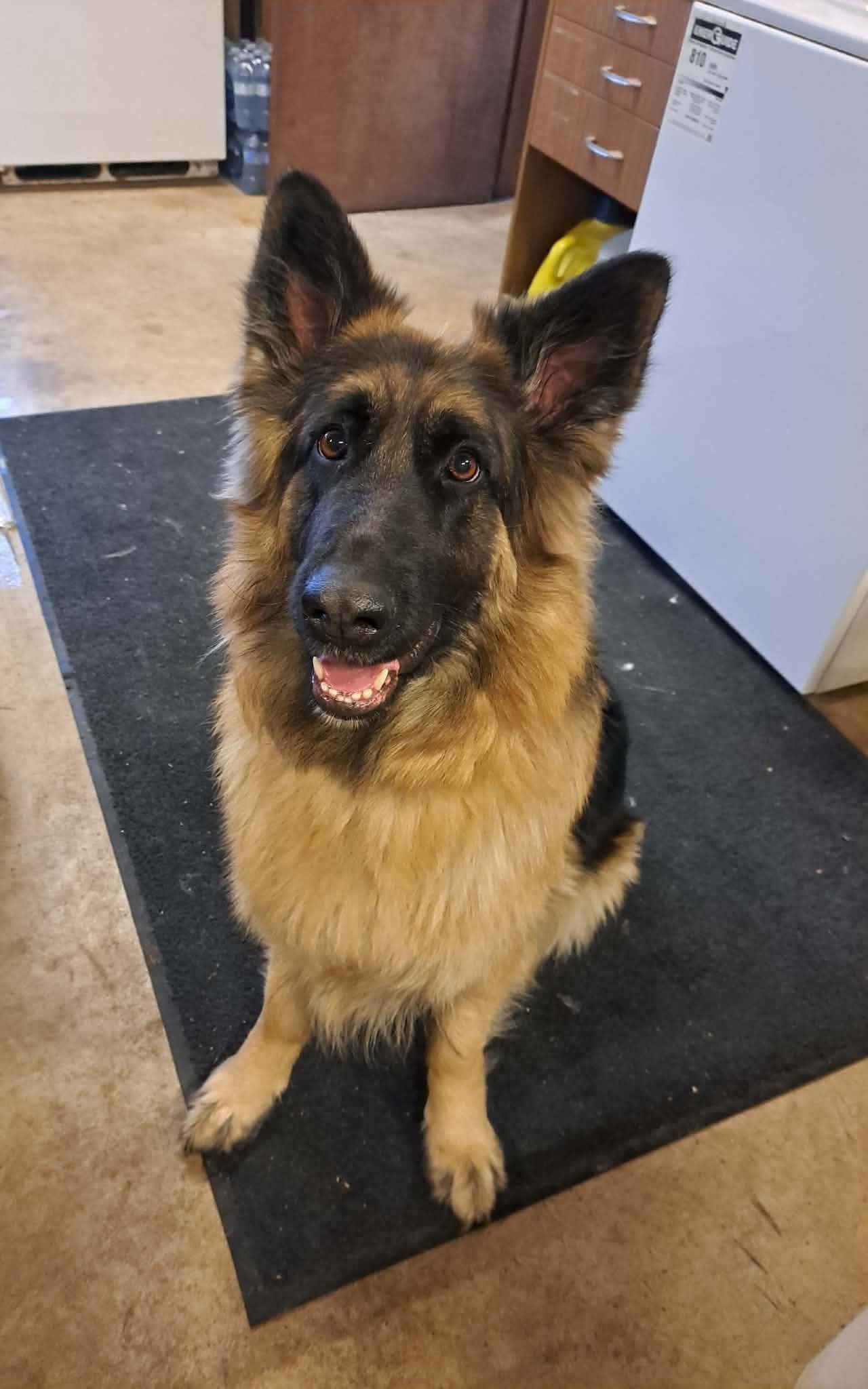 Bella, adoptable, Adult Female German Shepherd Dog.