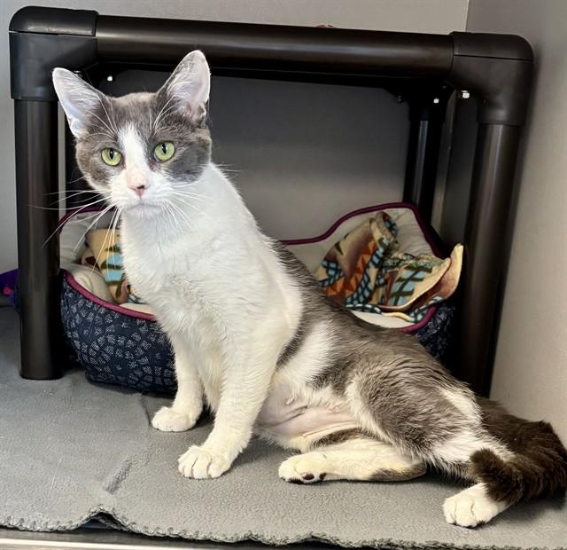 MARIGOLD, Adoptable, Young Female Domestic Short Hair.