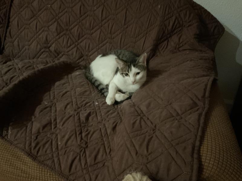 Enlarge Boo, a Adoptable Tabby in Waverly, IA image 2/5