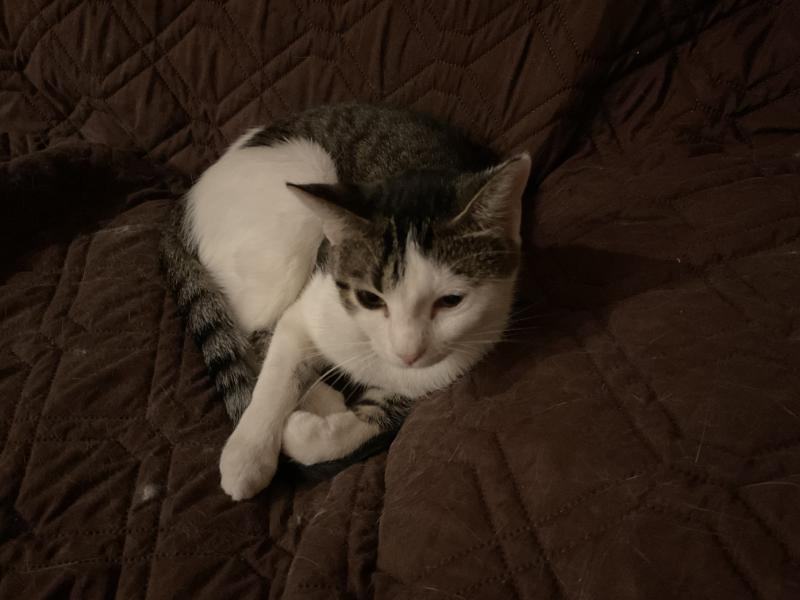 Enlarge Boo, a Adoptable Tabby in Waverly, IA image 3/5